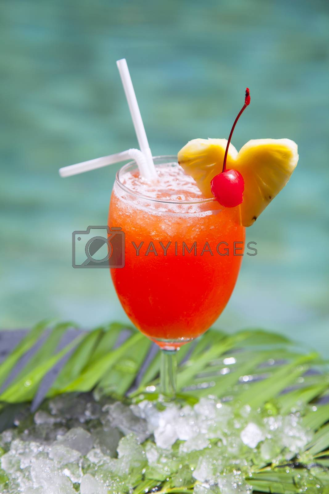 Royalty free image of Ice cocktail cosmopolitan. by jee1999