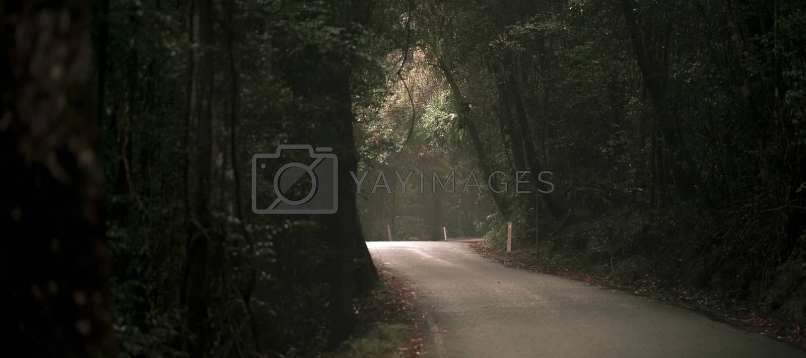Royalty free image of Moody hazy road in the forest. by artistrobd