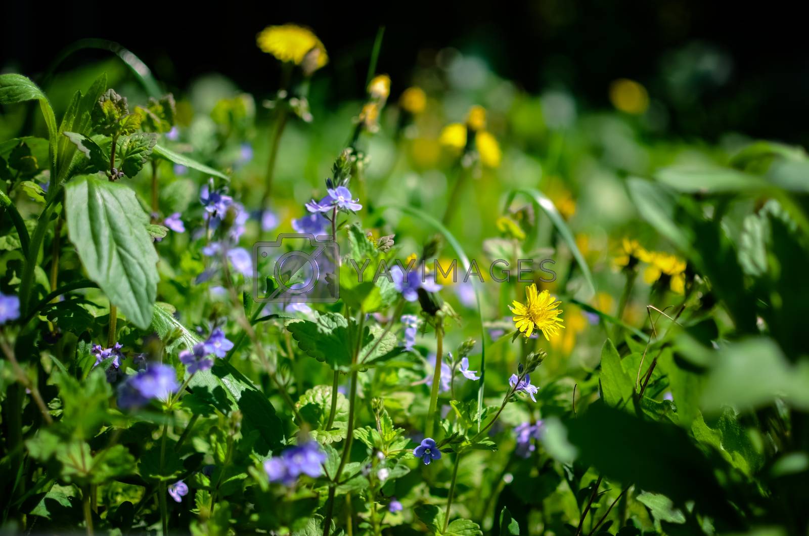 Royalty free image of Background with fresh blue and yellow spring flowers by kimbo-bo