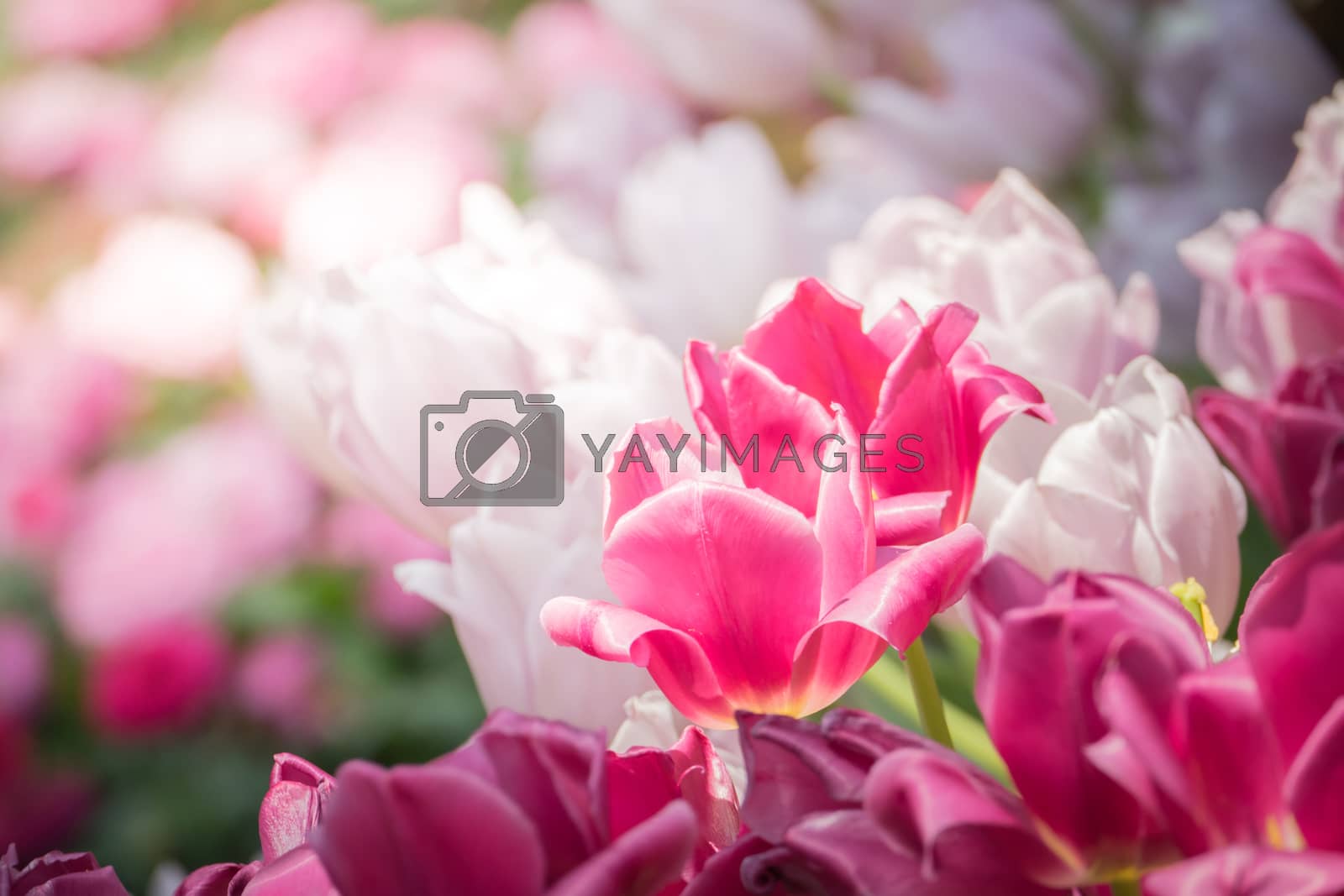 Royalty free image of Beautiful bouquet of tulips. colorful tulips. nature background by teerawit