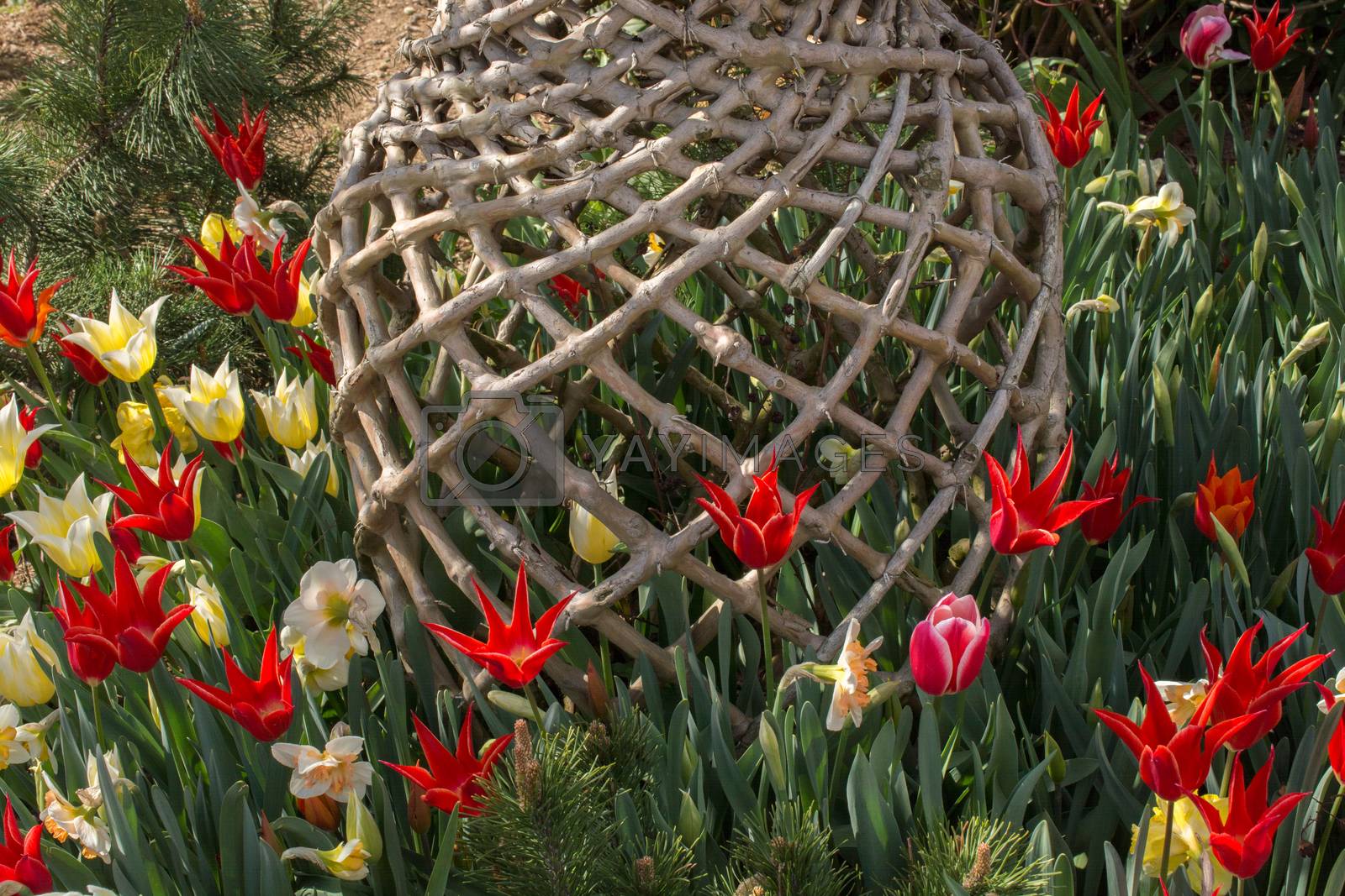 Royalty free image of Tulips bloom in the spring season by berkay