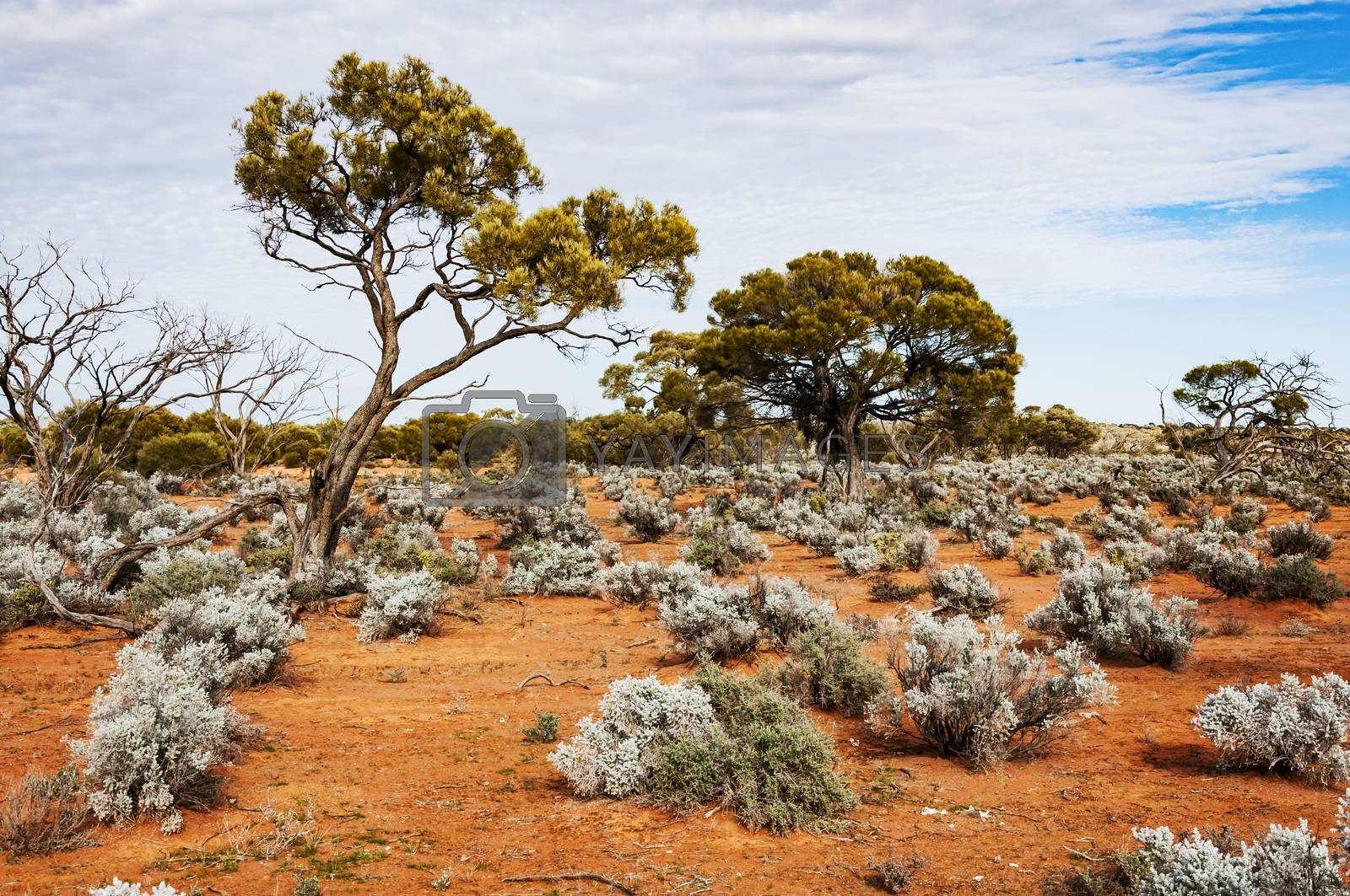 Royalty free image of The Australian desert, the outback by edella