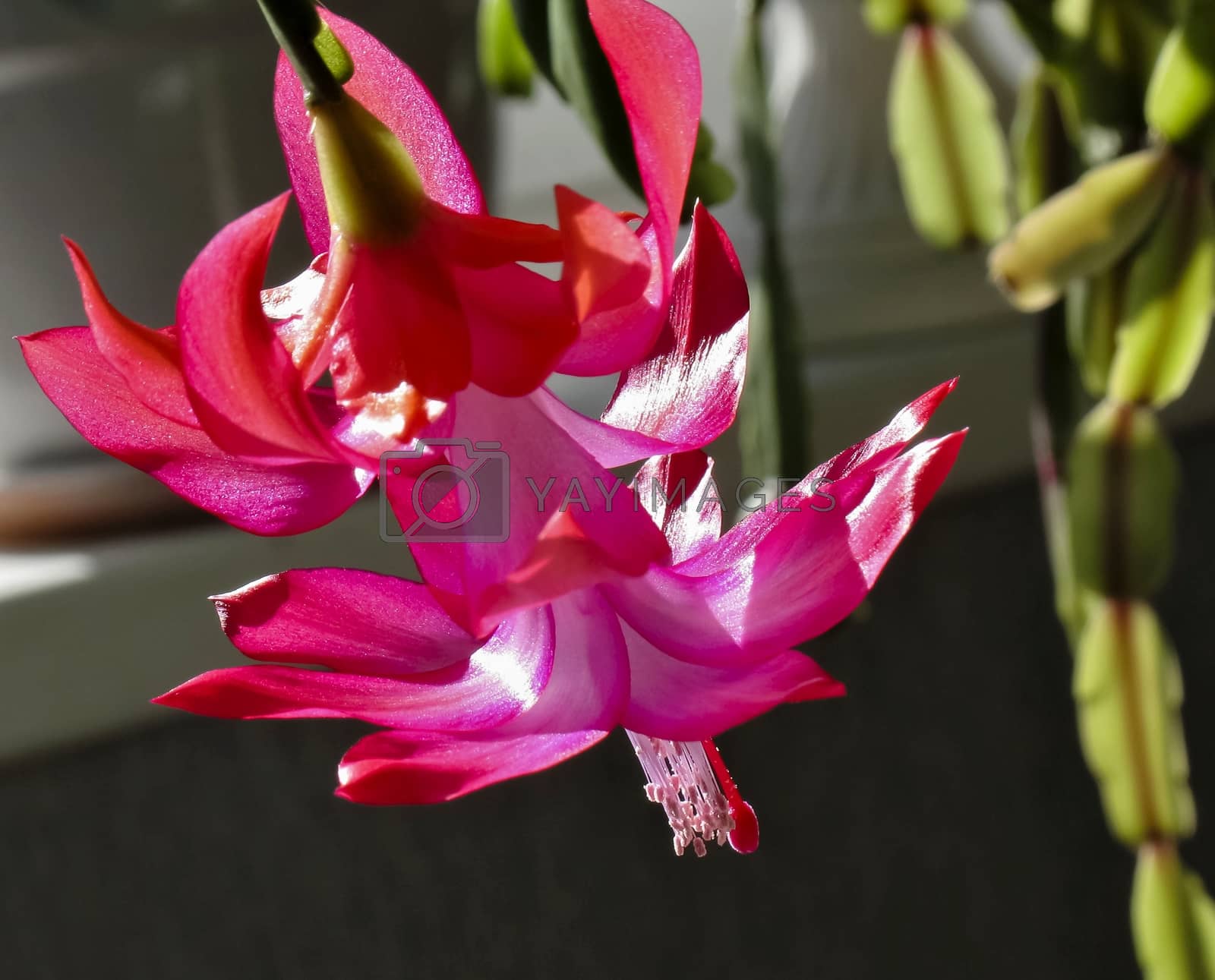 Royalty free image of blooming the Christmas cactus, macro, the upper petals of a flower as delicate scarlet flame by valerypetr