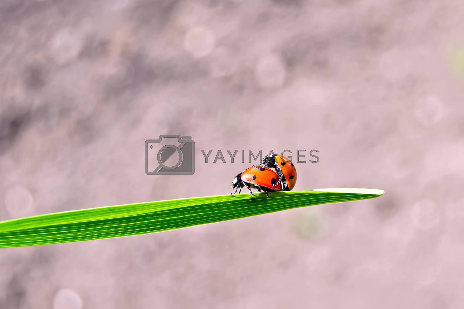 Royalty free image of Ladybugs on background of soil by rezkrr