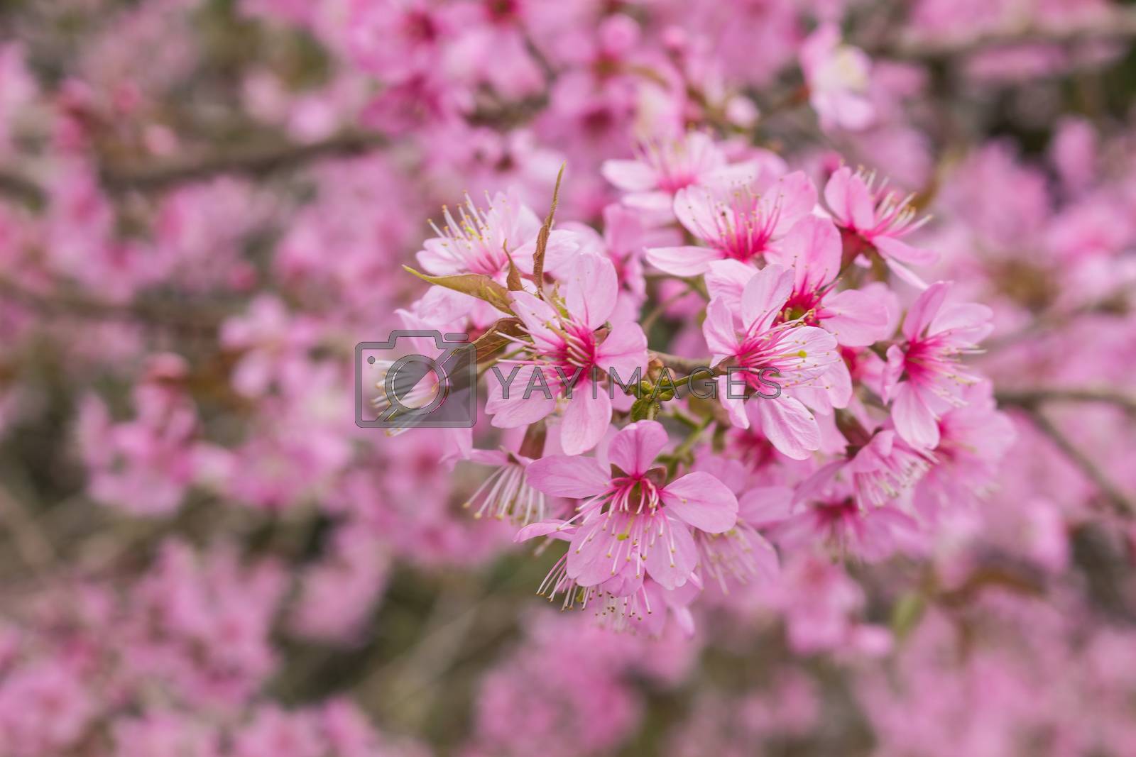 Royalty free image of Queen tiger Sakura , Cherry blossom  by simpleBE