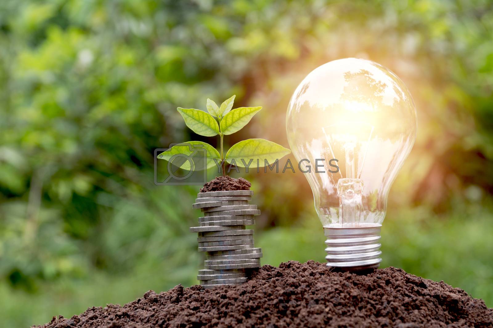 Royalty free image of Energy saving light bulb and tree growing on stacks of coins on  by kirisa99