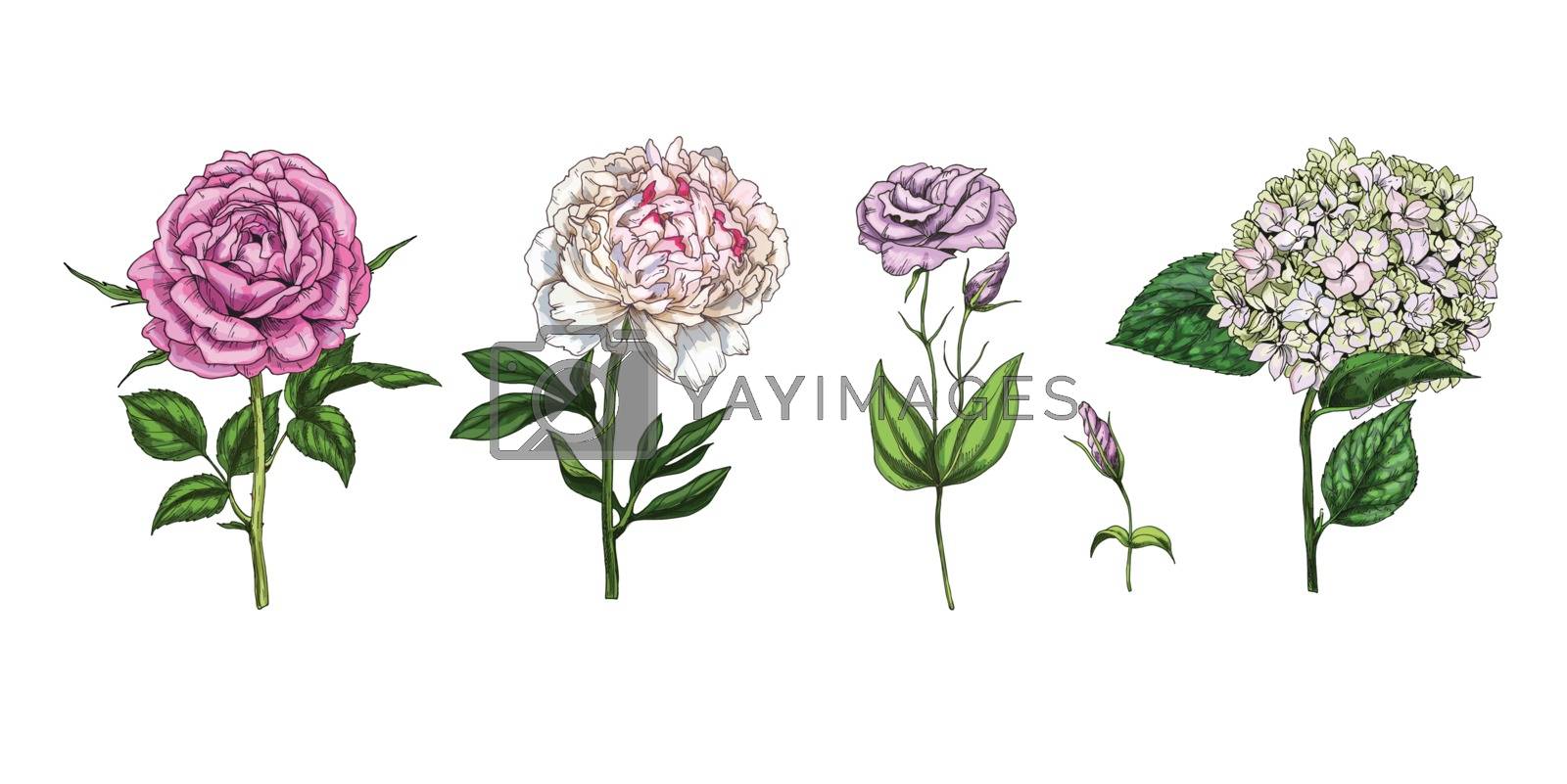 Royalty free image of Set of colorful blooming flowers and leaves isolated on white background. Rose, peony, phlox and eustoma. Botanical vector. Floral elements for your design. by nutela_pancake