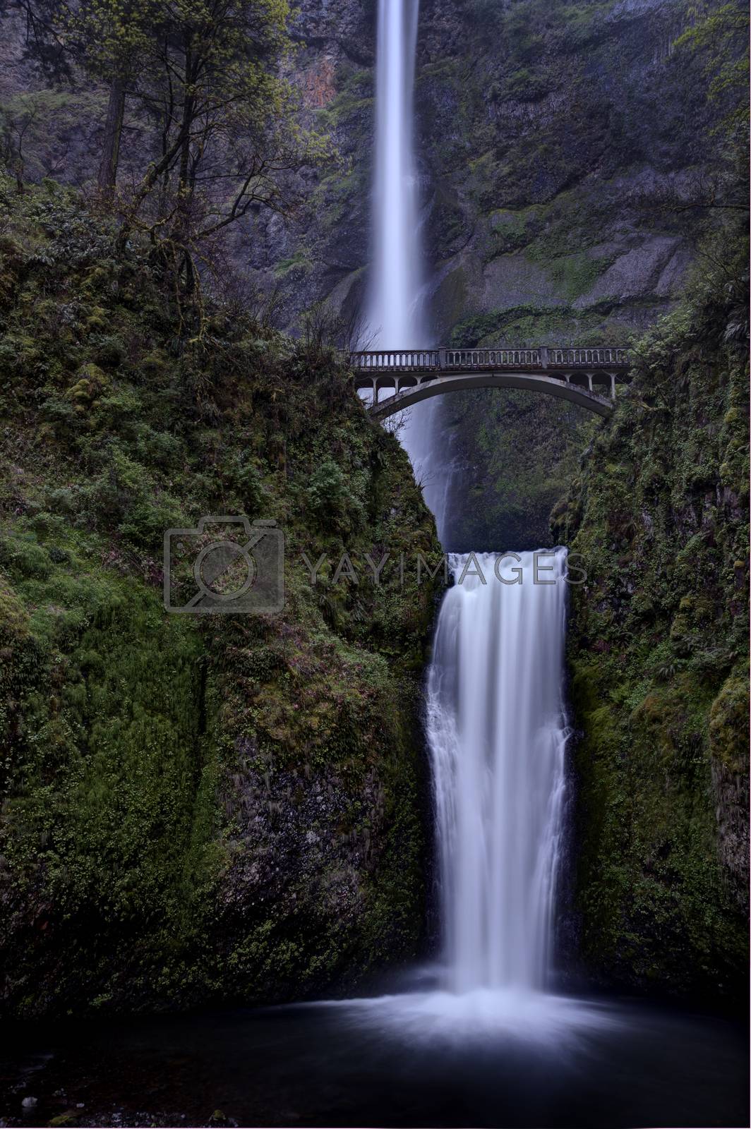 Royalty free image of Multnomah Falls Oregon by pictureguy