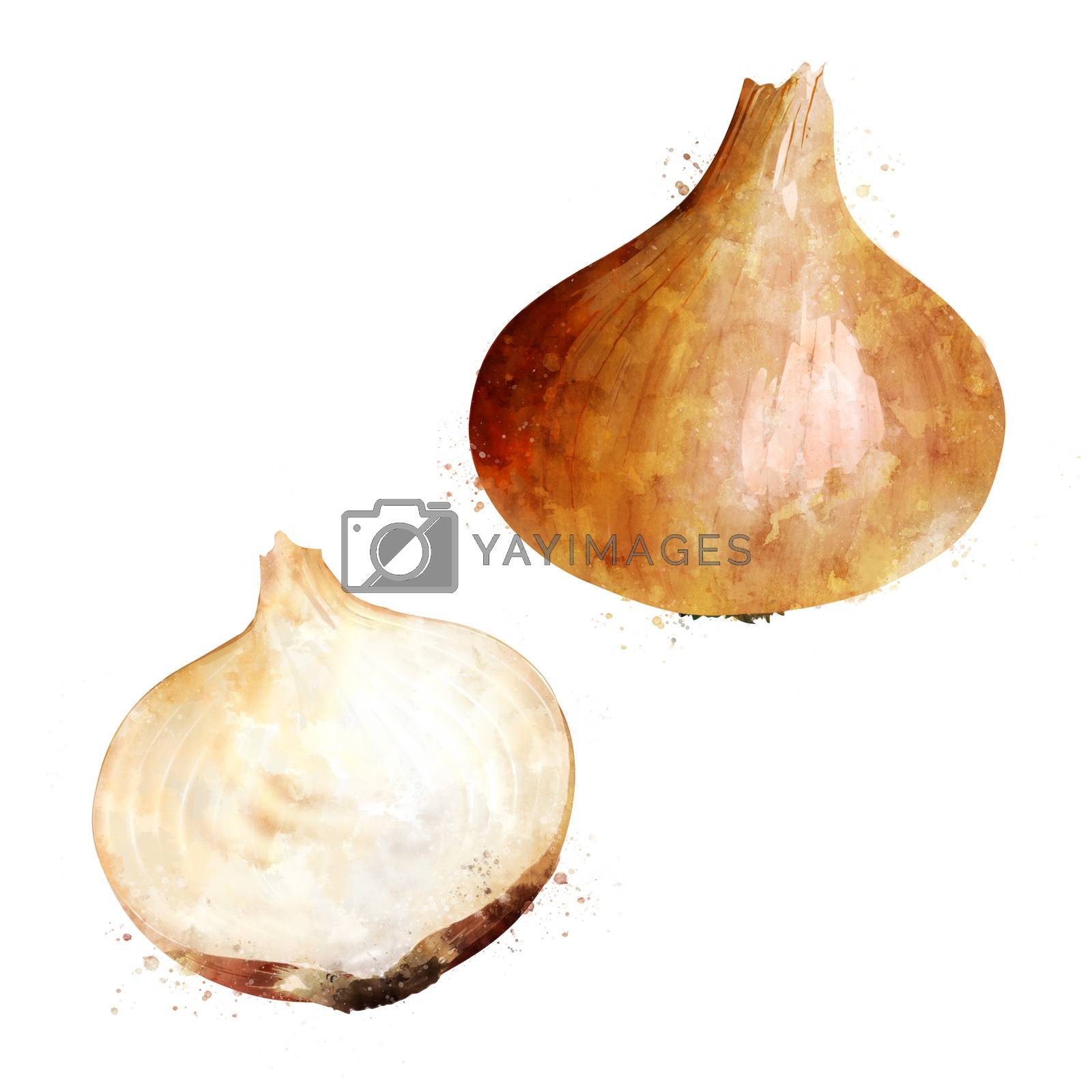 Royalty free image of Onion on white background. Watercolor illustration by ConceptCafe