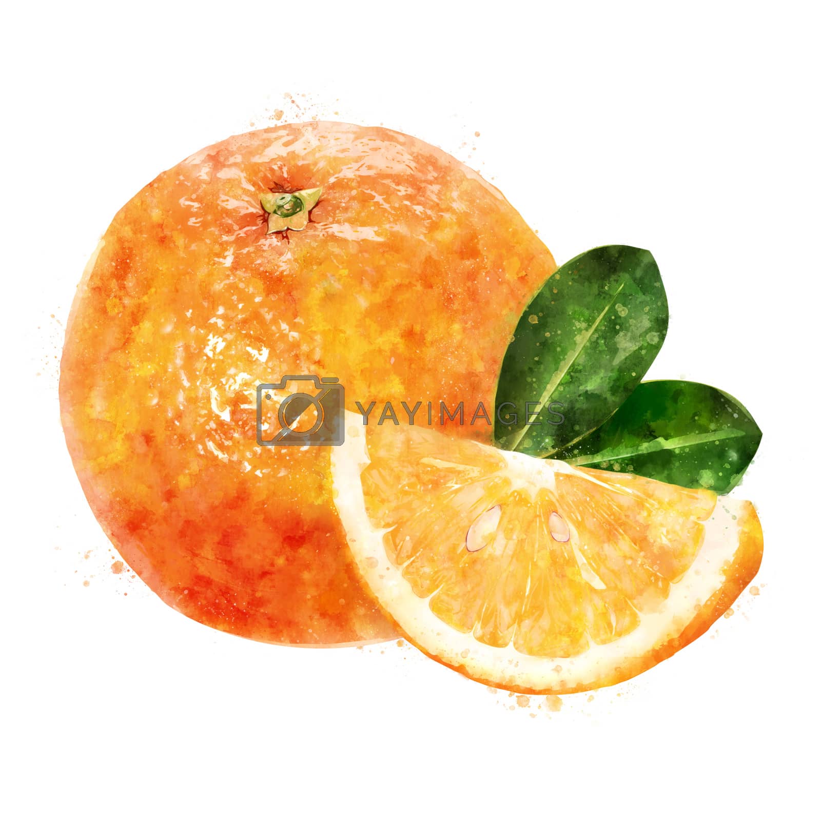 Royalty free image of Orange on white background. Watercolor illustration by ConceptCafe