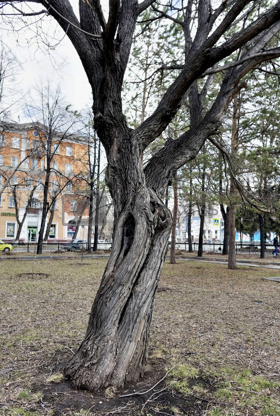 Royalty free image of twisted trunk of the old elm on the background of the urban landscape by valerypetr