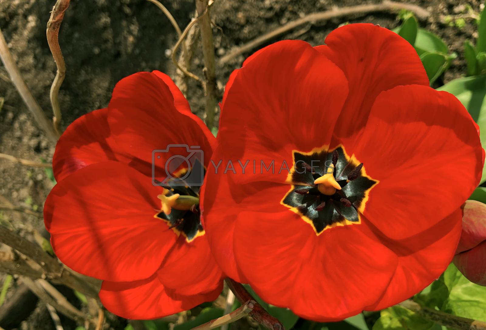 Royalty free image of red tulip in full bloom by F1b0nacci