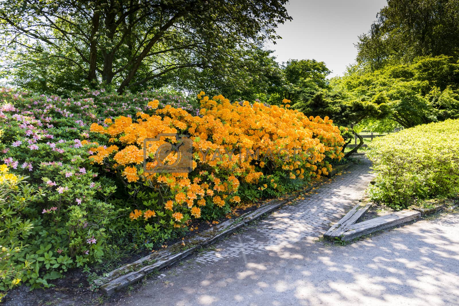 Royalty free image of park clingendael in the hague holland by compuinfoto