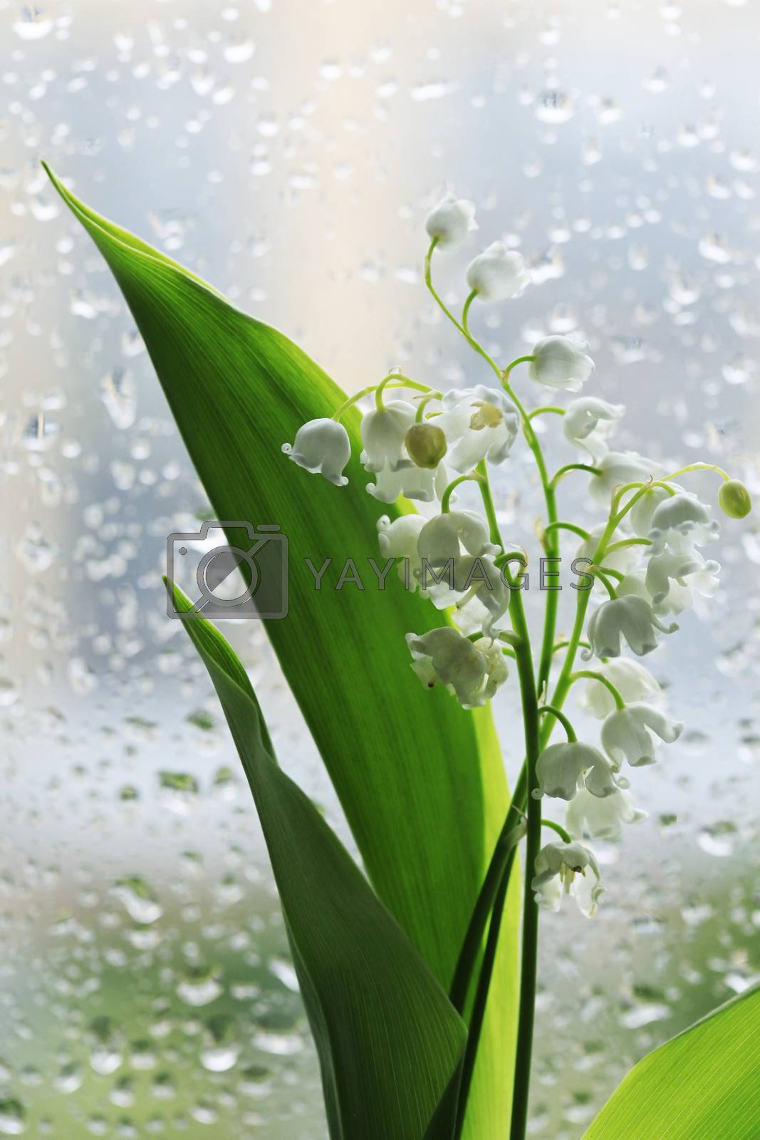 Royalty free image of Lilies of the Valley by friday