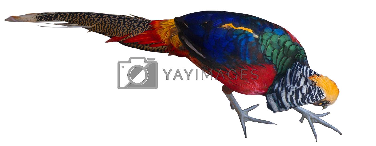Royalty free image of Close view of bright multiicolored forest bird golden pheasant by VeraVerano