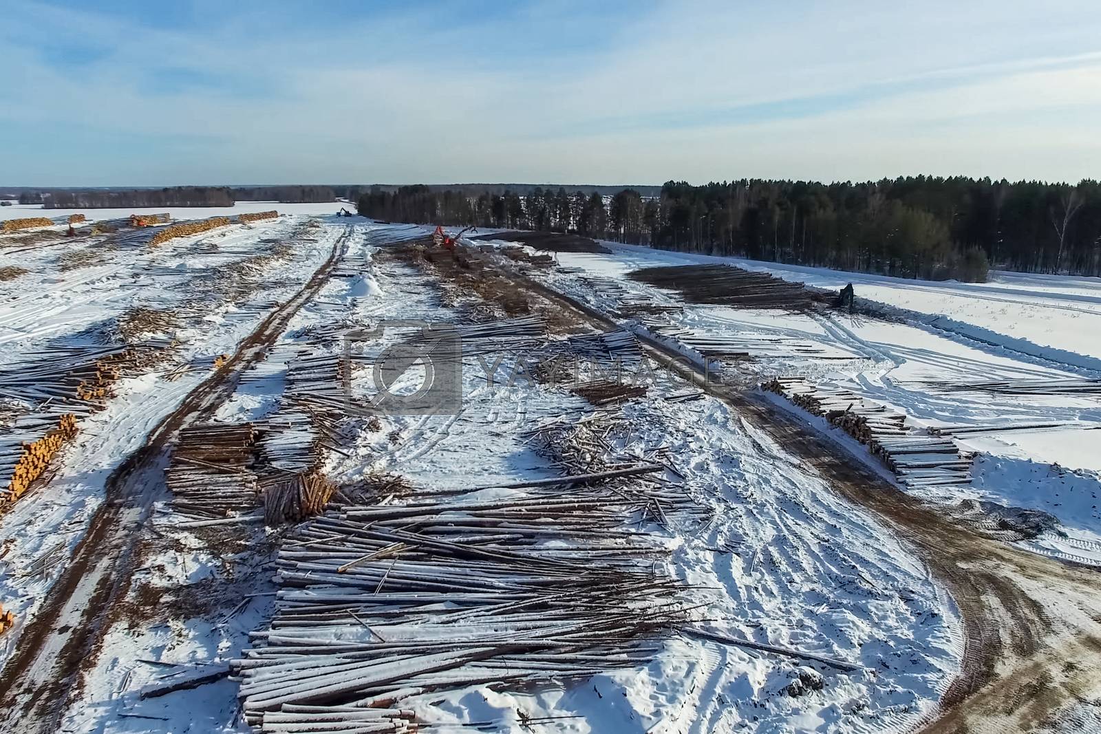 Royalty free image of The felled trees lie under the open sky. Deforestation in Russia. Destruction of forests in Siberia. Harvesting of wood by nyrok