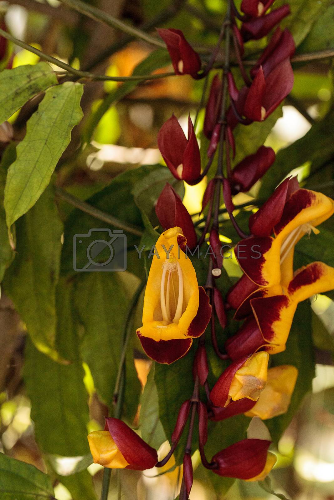 Royalty free image of Yellow and red clock vine Thenbergia mysorensis flowers by steffstarr
