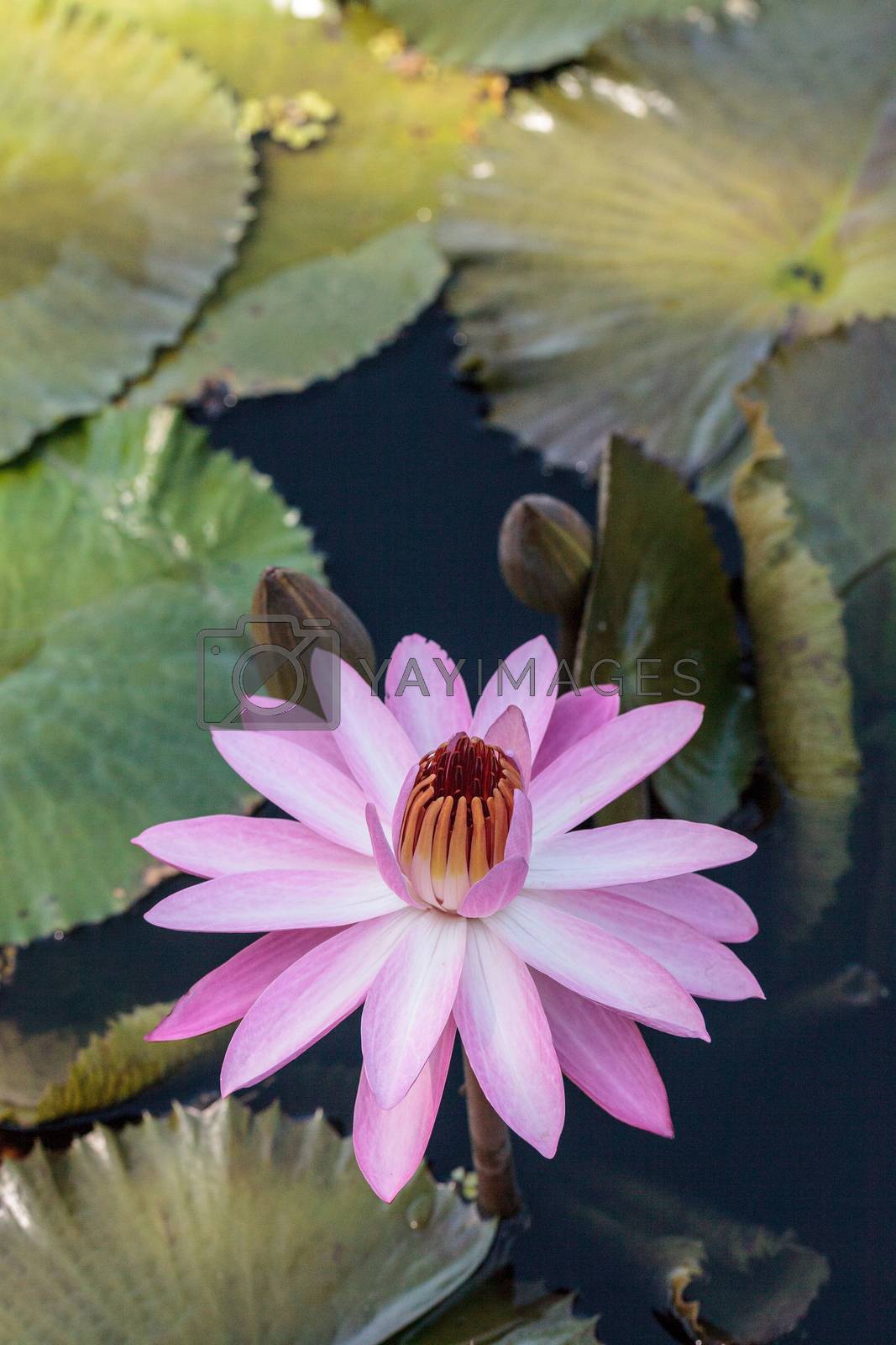 Royalty free image of Pink water lily Nymphaea blooms by steffstarr