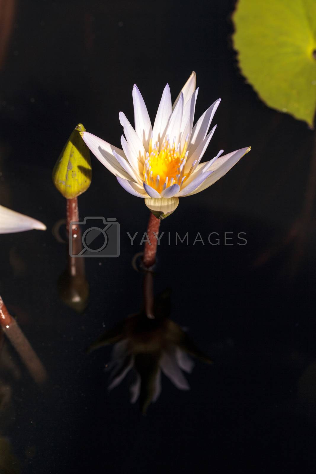 Royalty free image of White water lily Nymphaea blooms by steffstarr