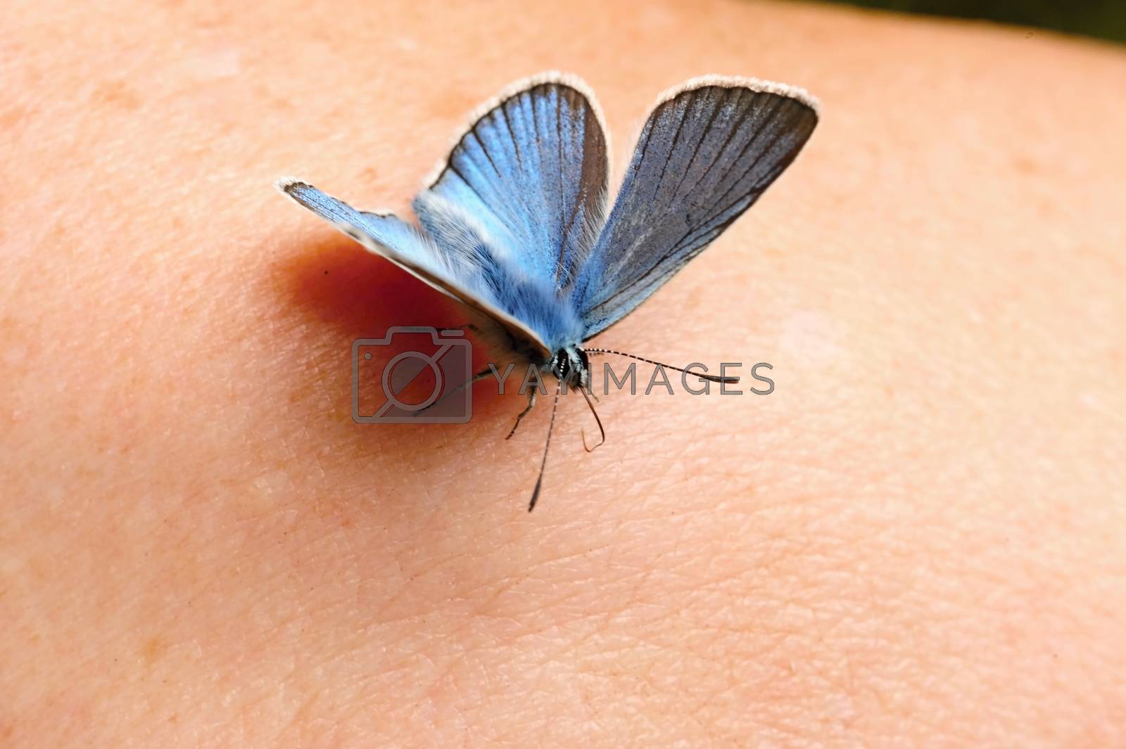 Royalty free image of Little blue butterfly by ondrej83