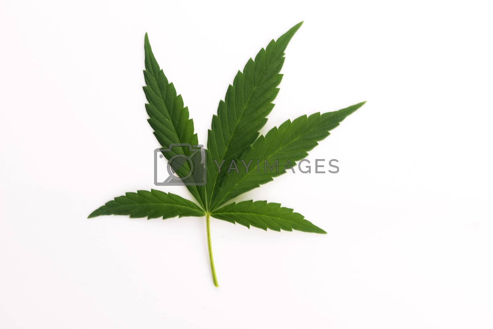 Royalty free image of Cannabis leaf, marijuana leaf isolated on white by joannawnuk
