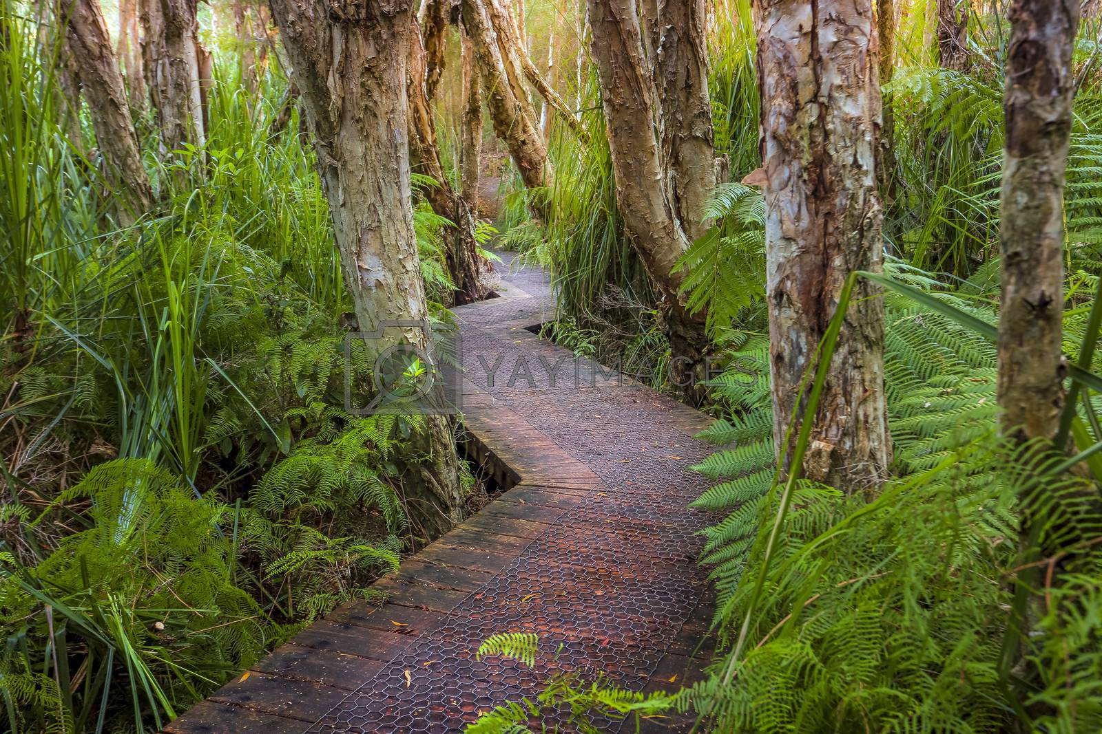 Royalty free image of Boardwalk through lush coastal rainforest and swamp lands by lovleah