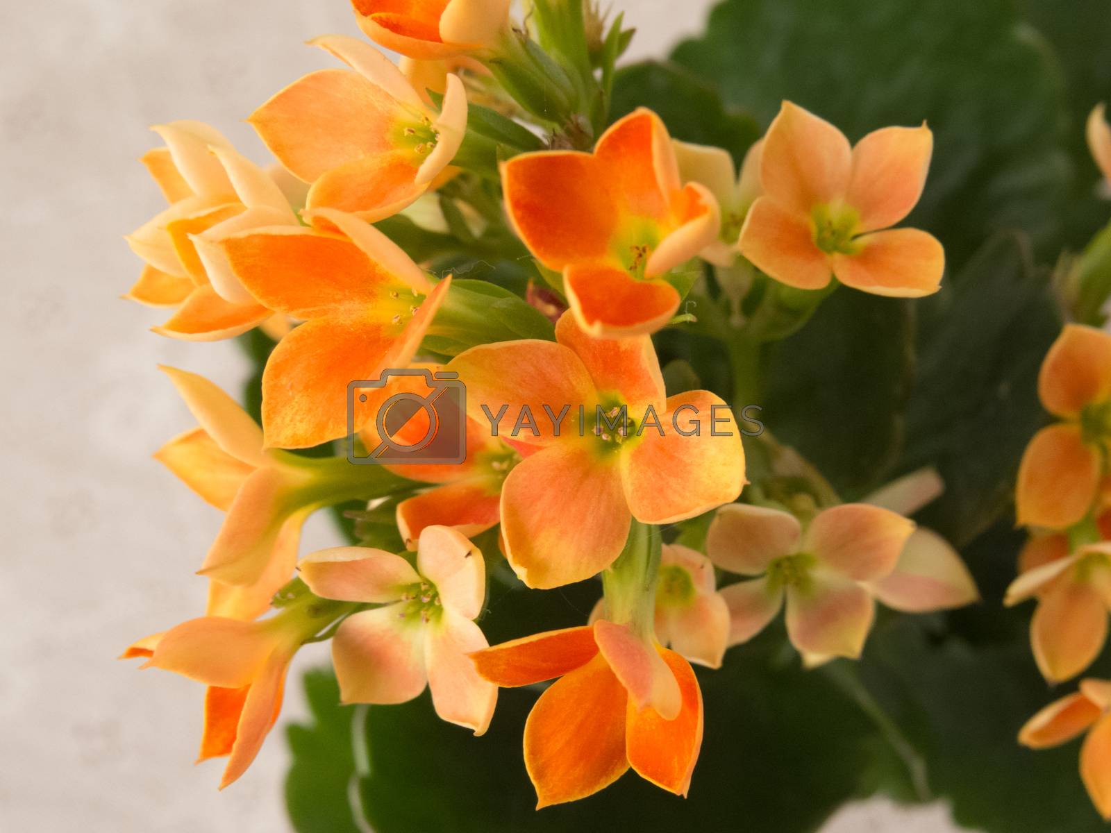 Royalty free image of Delicate Kalanchoe blossfeldiana blooming orange color with green leaves on white background. by silviopl
