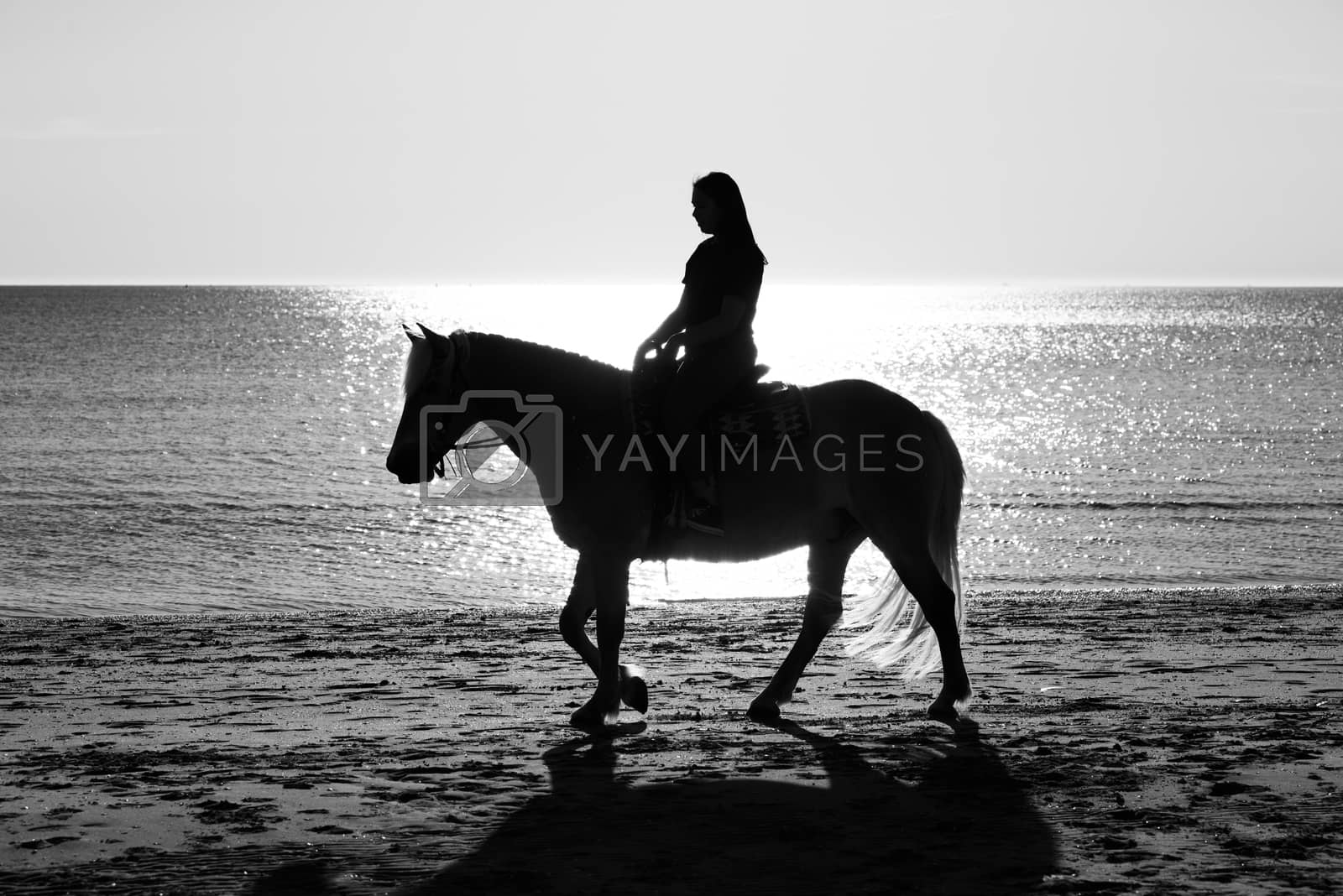 Royalty free image of haflinger black and white by compuinfoto