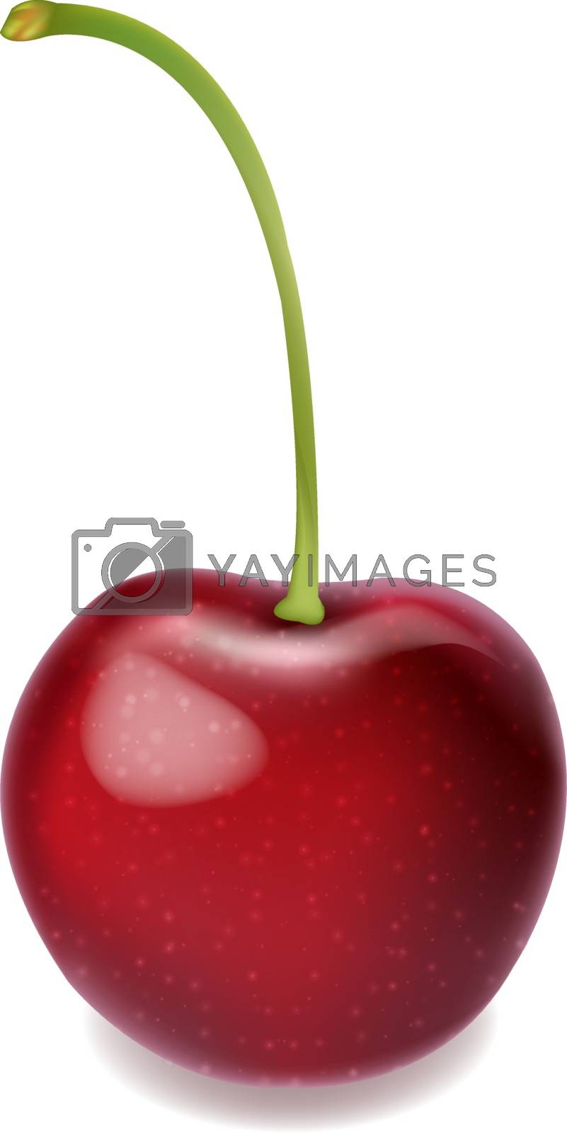 Royalty free image of Red Cherry Isolated White Background by adamson