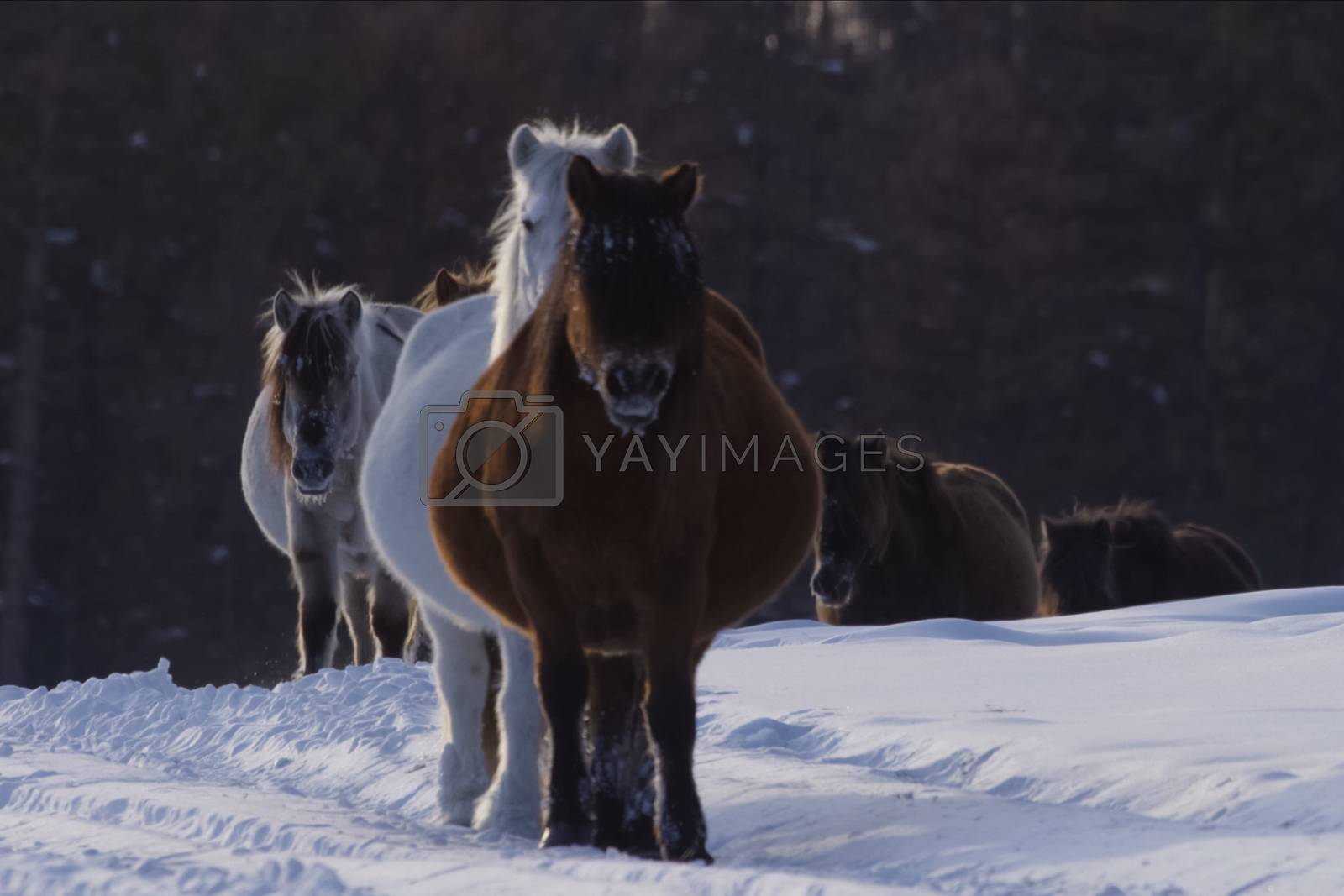 Royalty free image of Yakut horses in the winter in the snow. The breed of Yakut horses by nyrok