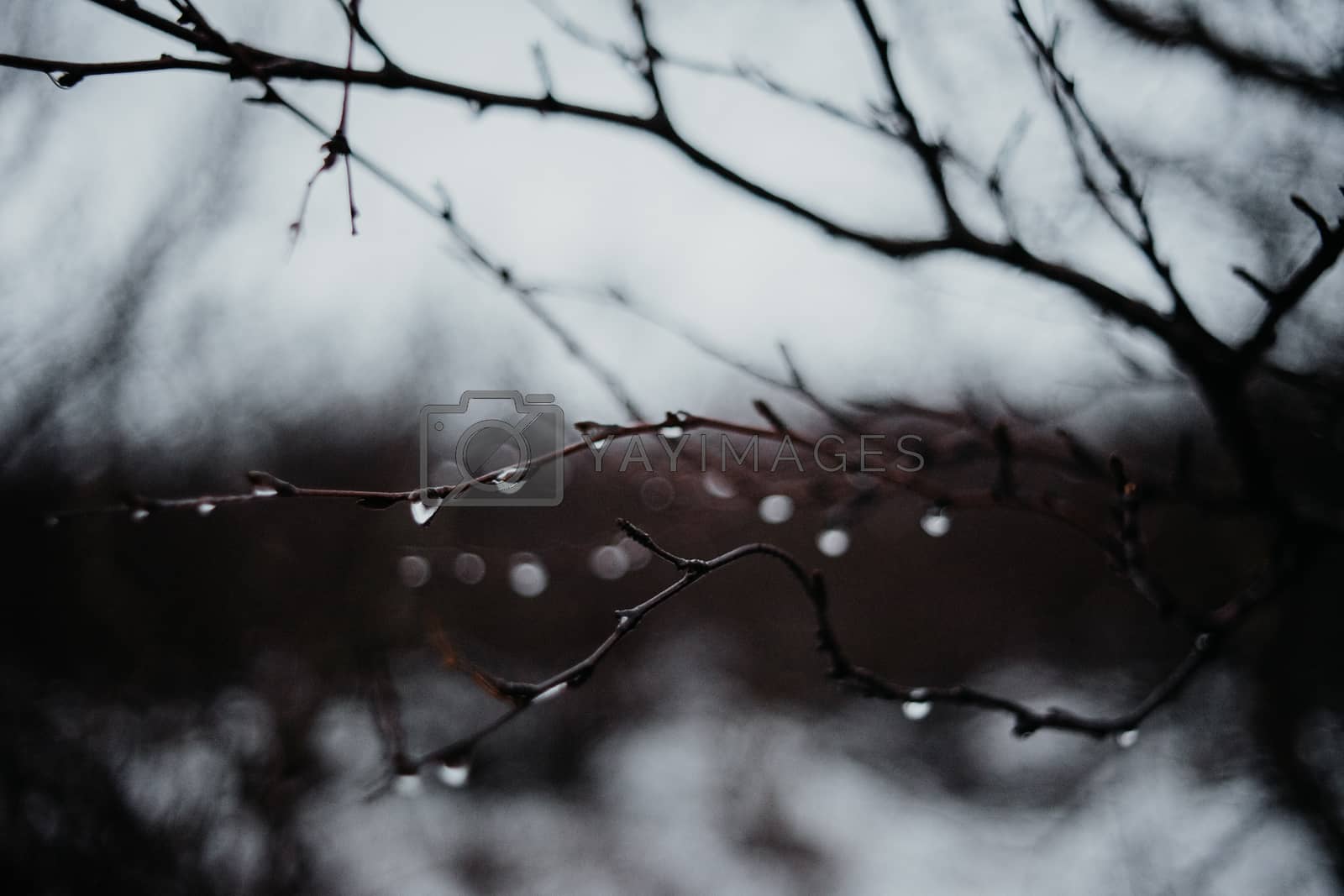 Royalty free image of Some branches in Iceland by ckreymborg