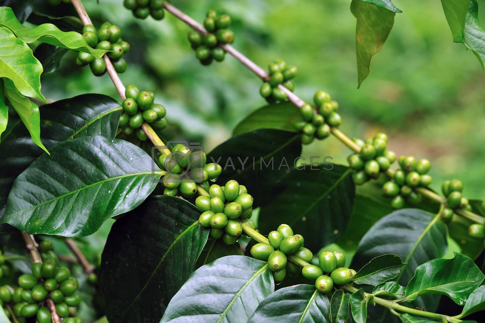 Royalty free image of Unripe coffee beans on coffee tree. by sommai