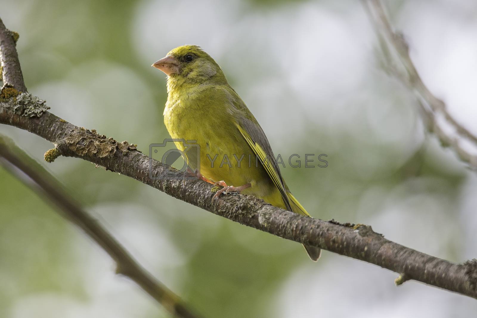 Royalty free image of Male Greenfinch Sitting on Branch by Emmoth