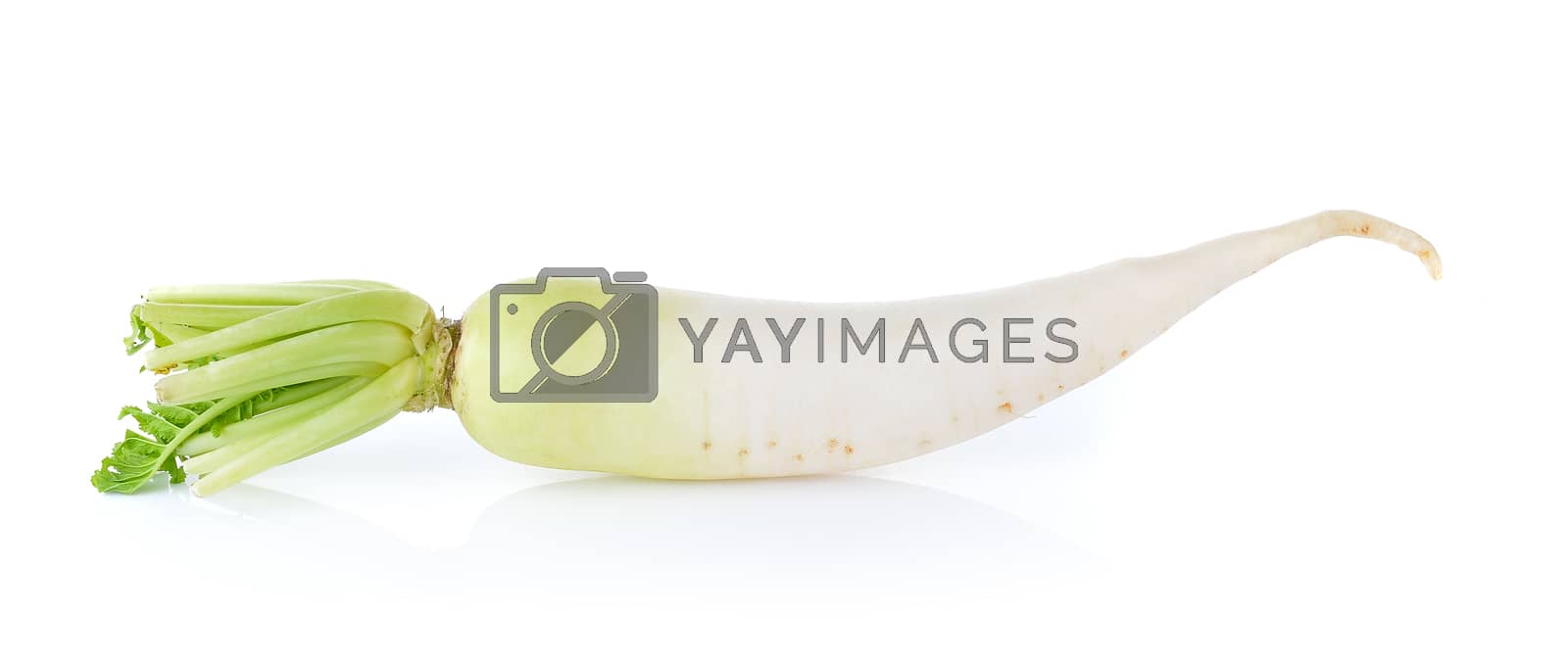 Royalty free image of radish on white background by sommai