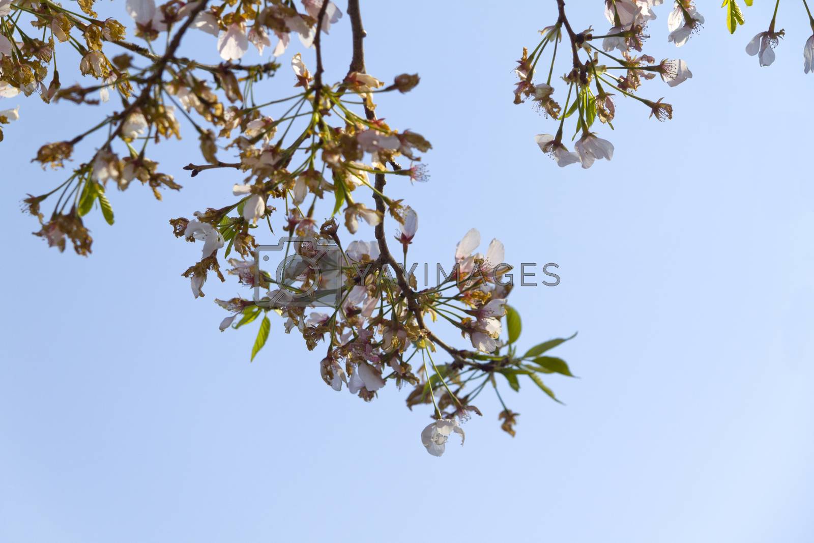 Royalty free image of Cherry Blossom Branch by Moonb007