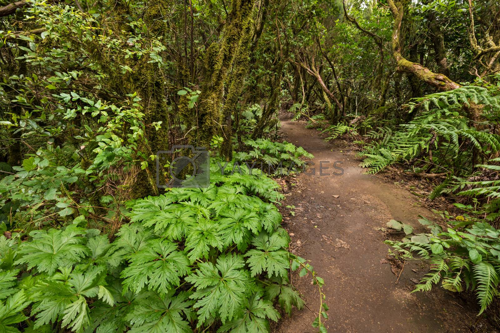 Royalty free image of Anaga rain forest in Tenerife island, Canary islands, Spain. by HERRAEZ