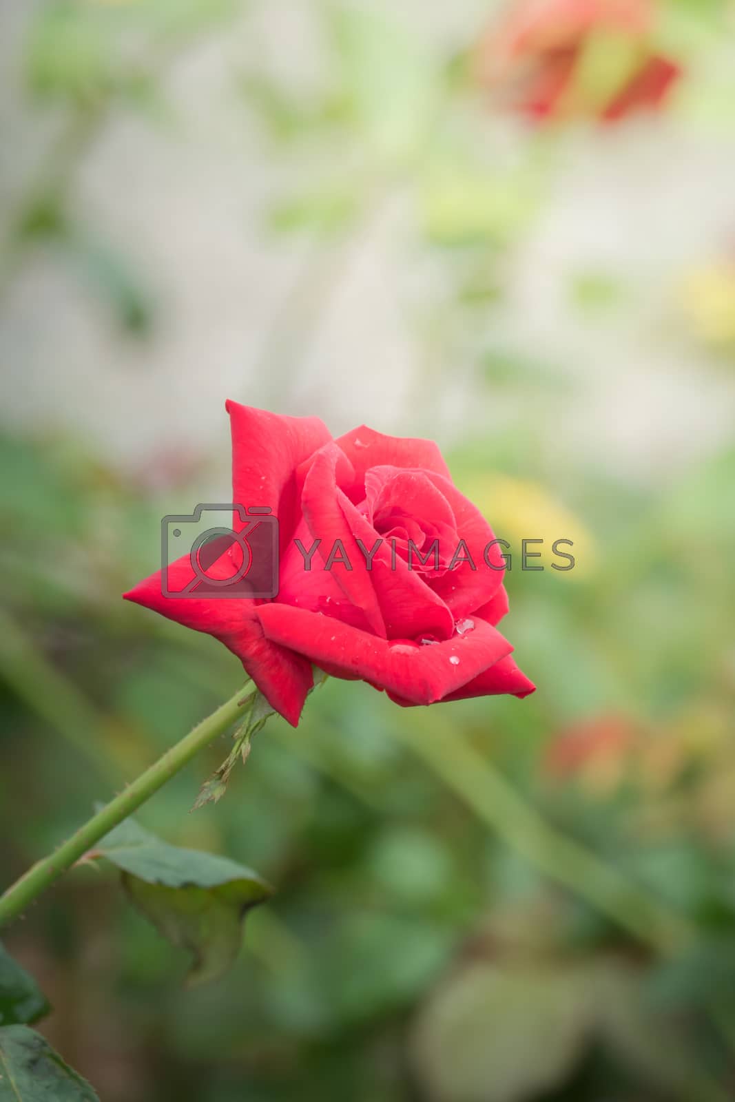 Royalty free image of Roses in the garden  by teerawit