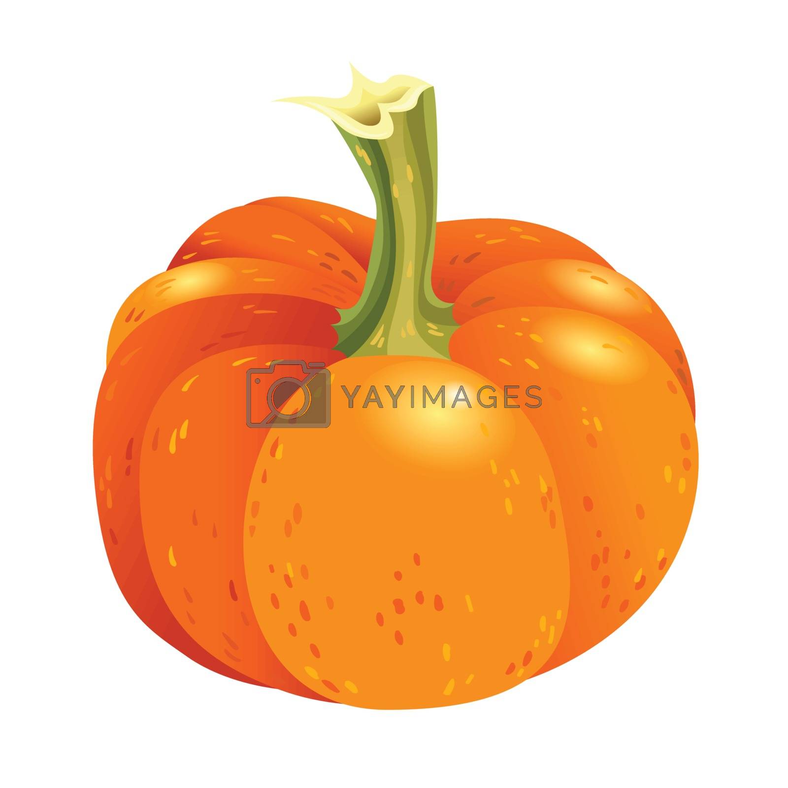Royalty free image of Orange pumpkin isolated on white background. Vector autumn harvest illustration. by nutela_pancake