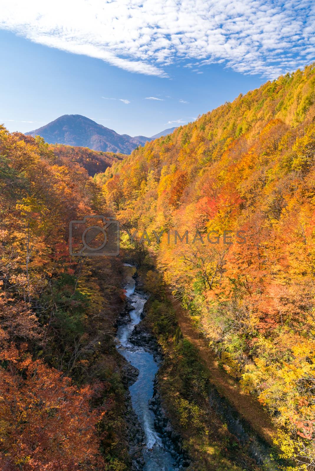 Royalty free image of Nakatsugawa Fukushima Autumn by vichie81