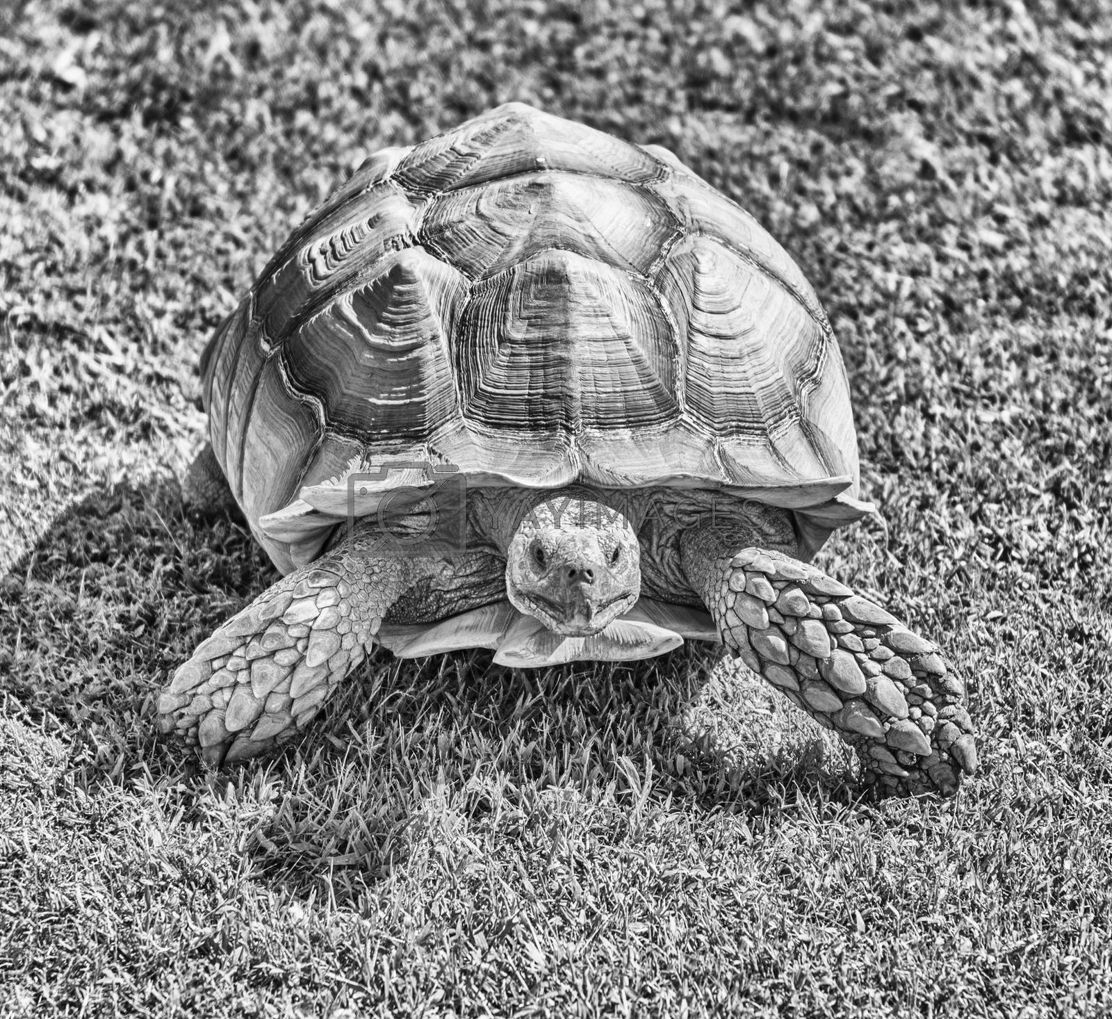 Royalty free image of African spurred tortoise aka sulcata tortoise walking on the gra by marcorubino