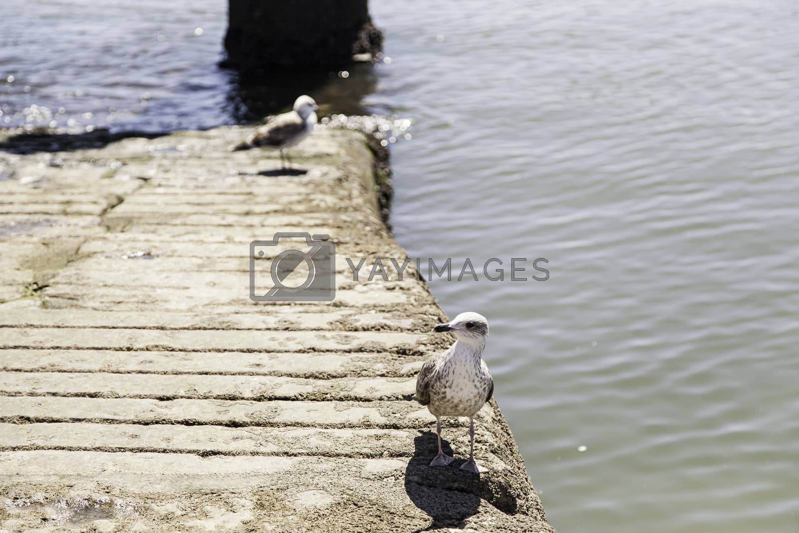 Royalty free image of Seagull on the beach by esebene