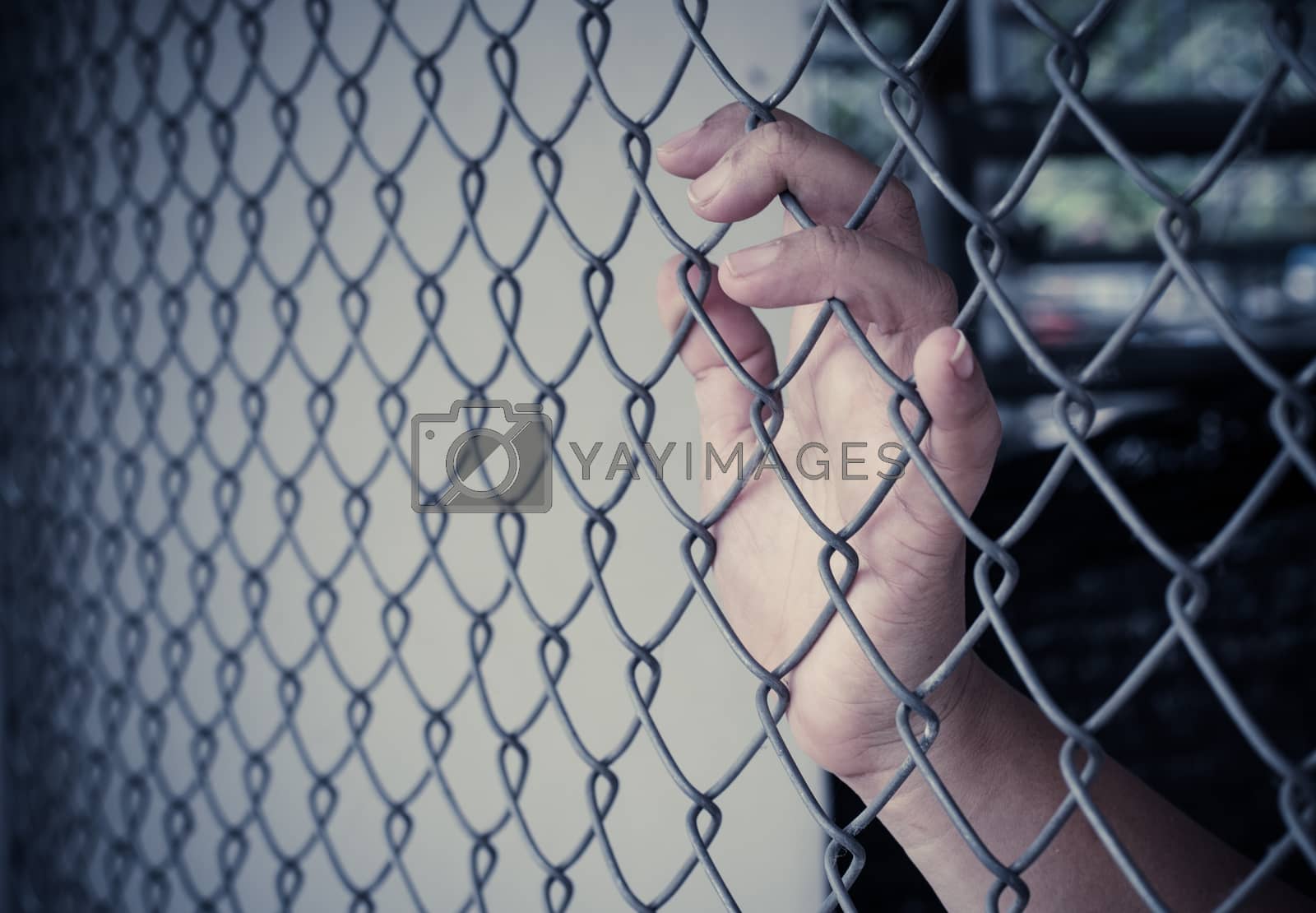 Royalty free image of Hands and Steel Cage by photobyphotoboy