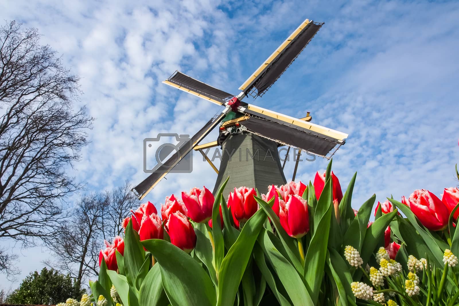 Royalty free image of Dutch windmill and colorful tulips by simpleBE