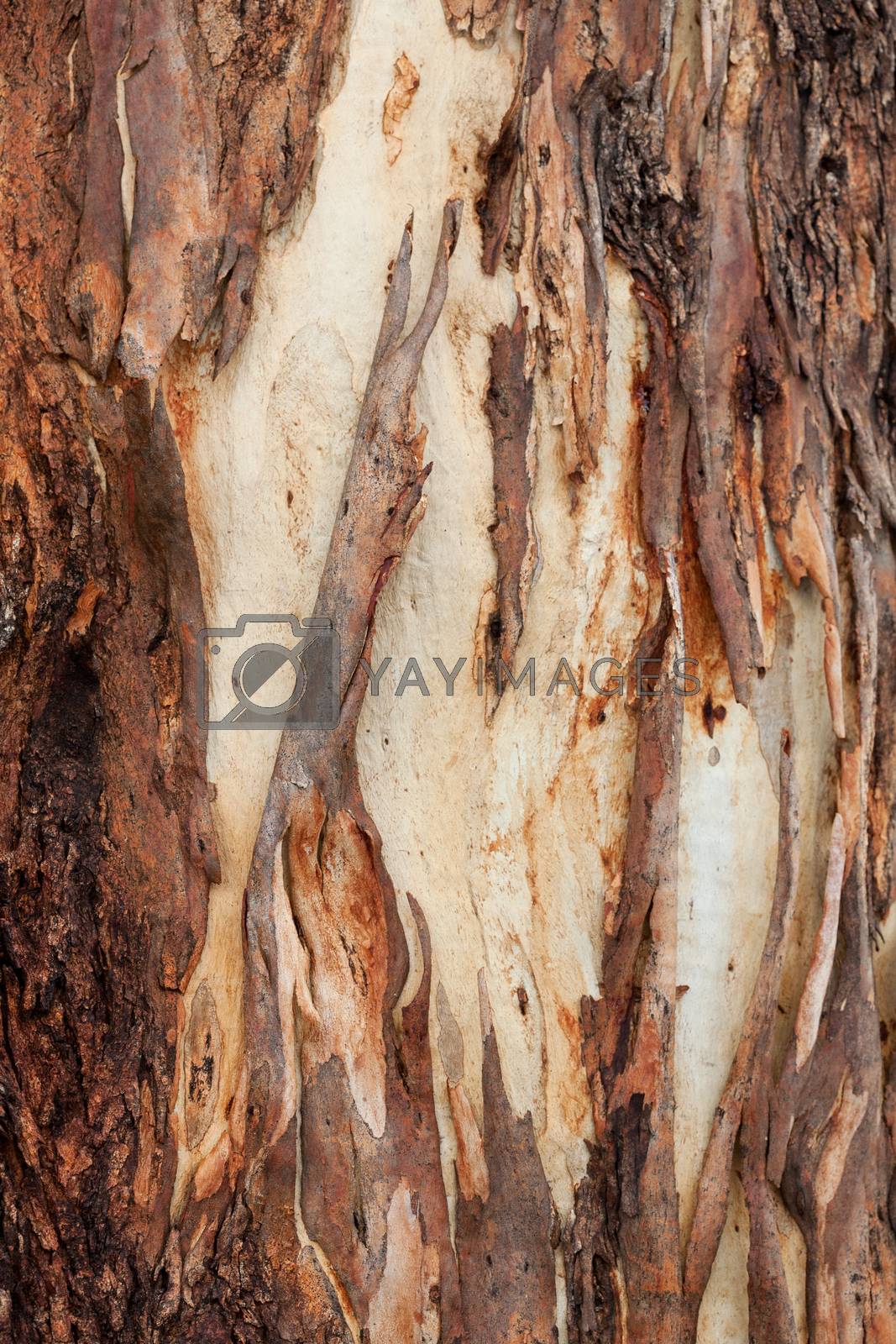 Royalty free image of Tree bark abstract by lovleah