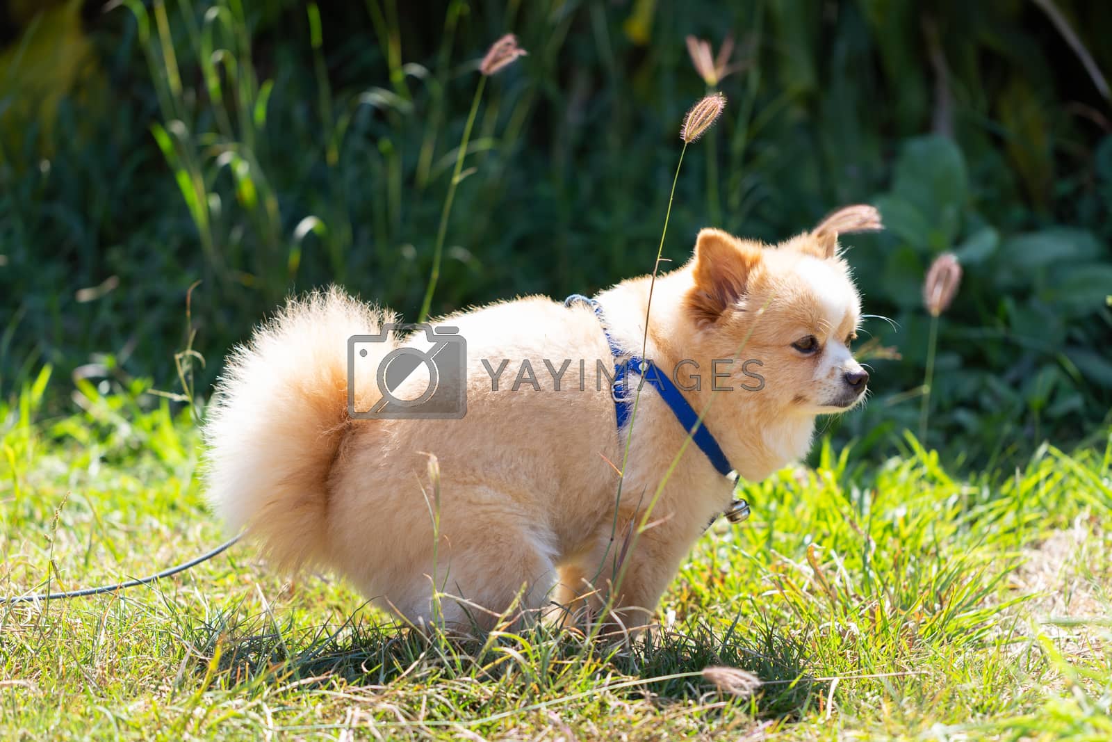 Royalty free image of Dog defecation on the lawn by boar26