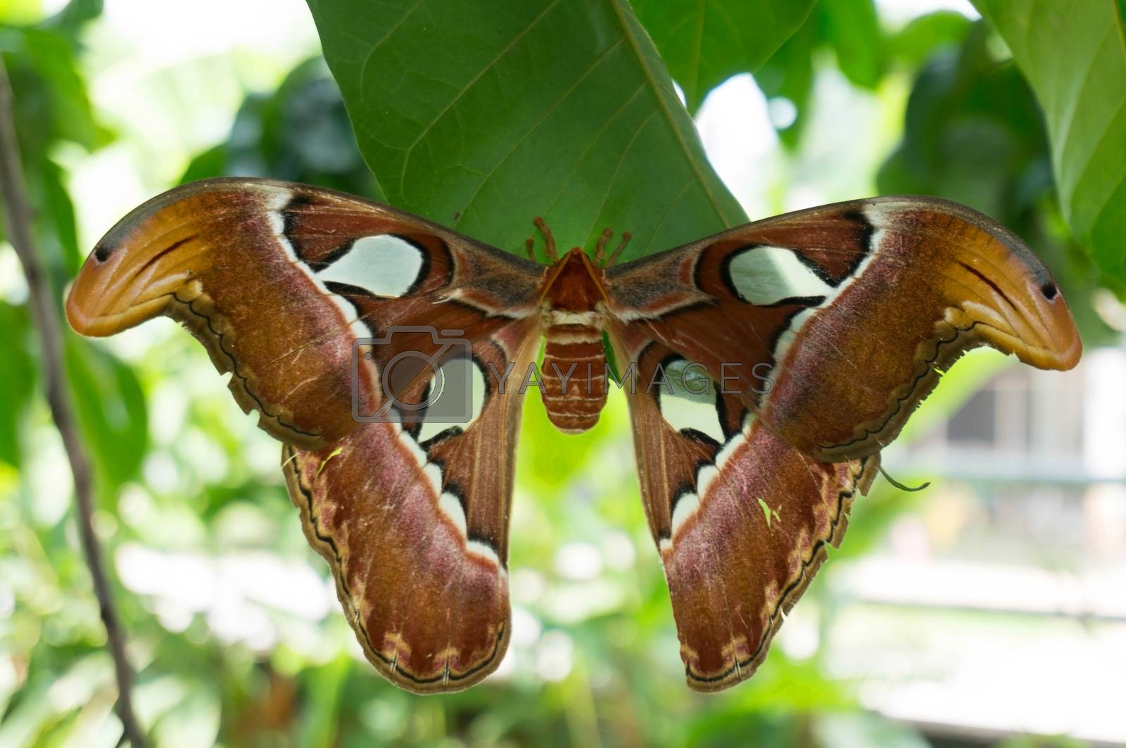 Royalty free image of Big butterfly Atlas moth, Attacus atlas holding on leaves by peandben
