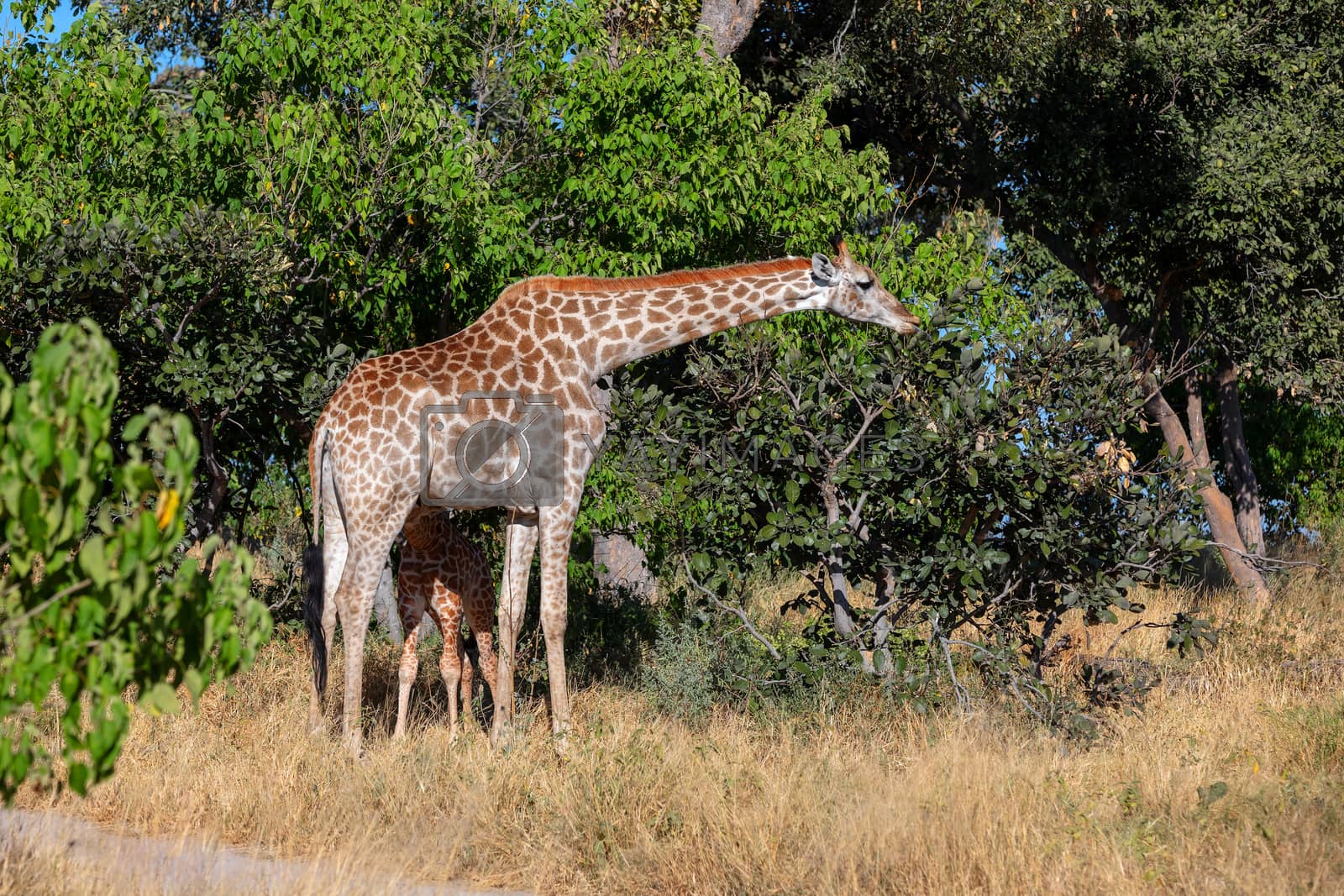 Royalty free image of giraffe with calf, Africa wildlife safari by artush