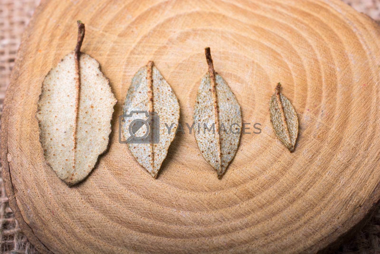Royalty free image of Dry green leaves on a a piece of wood by berkay