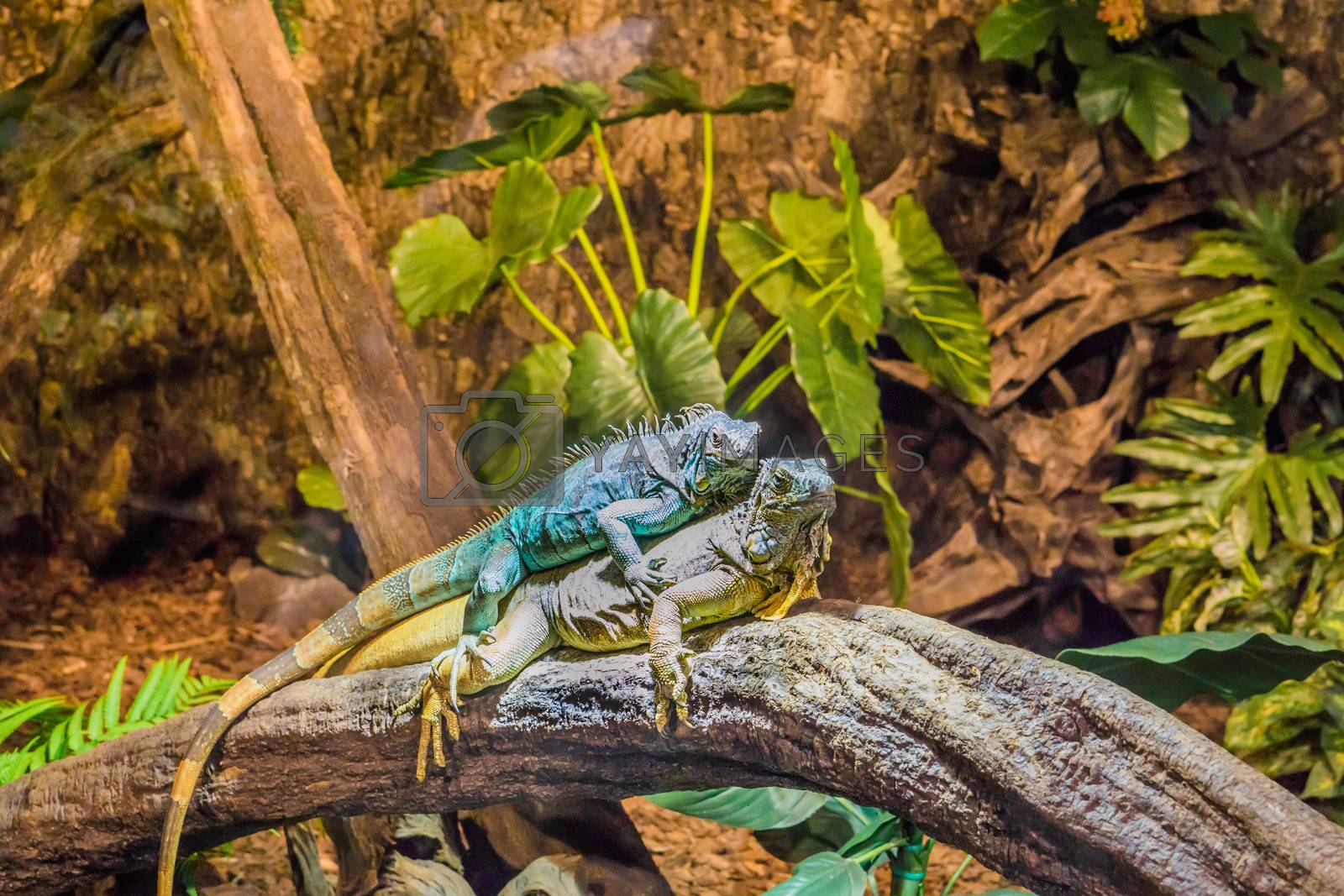 two funny iguanas laying on top of each other, dominant animal behavior, popular pets in herpetoculture