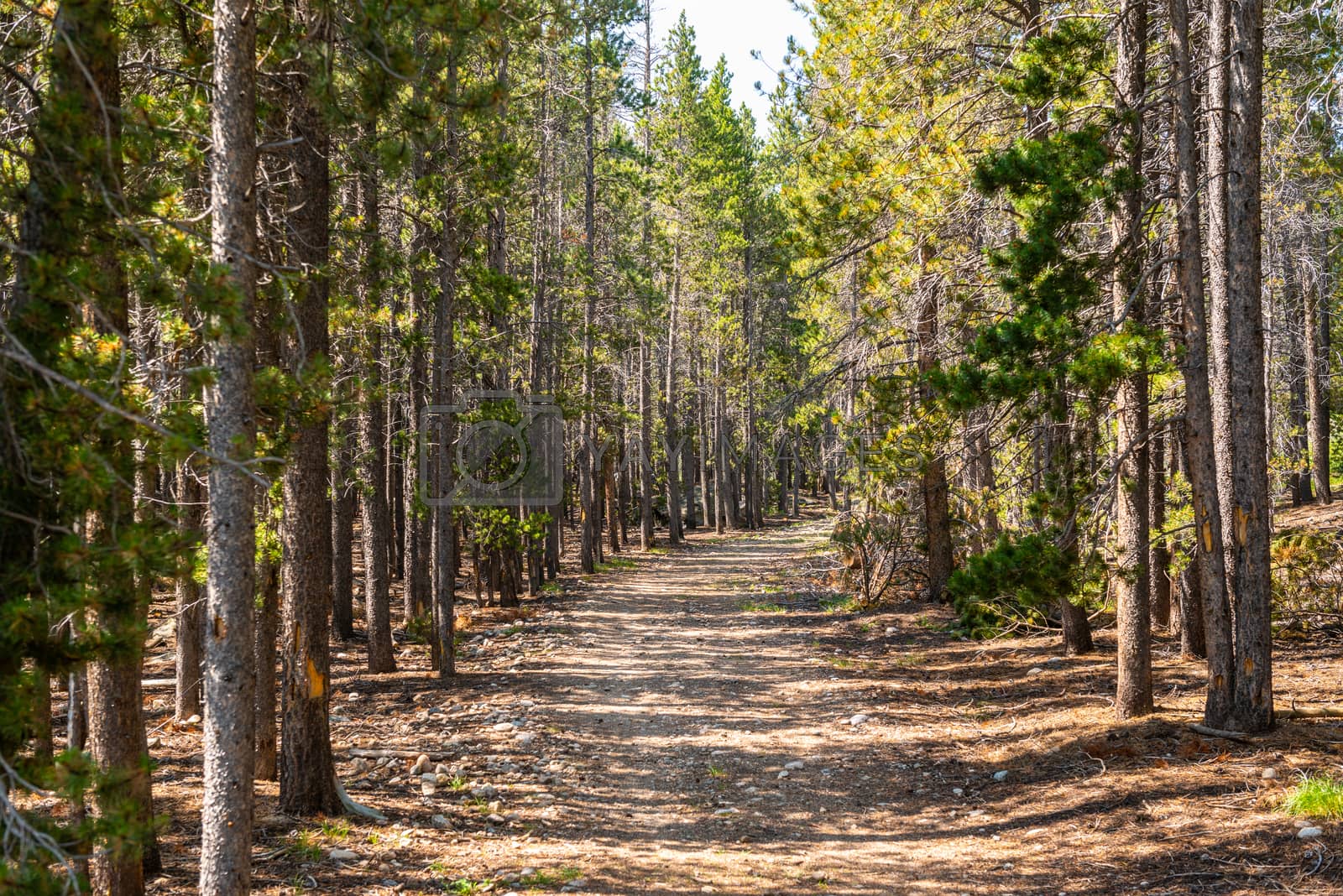 Royalty free image of Path through pine trees in Rocky Mountain National Park, CO by Njean